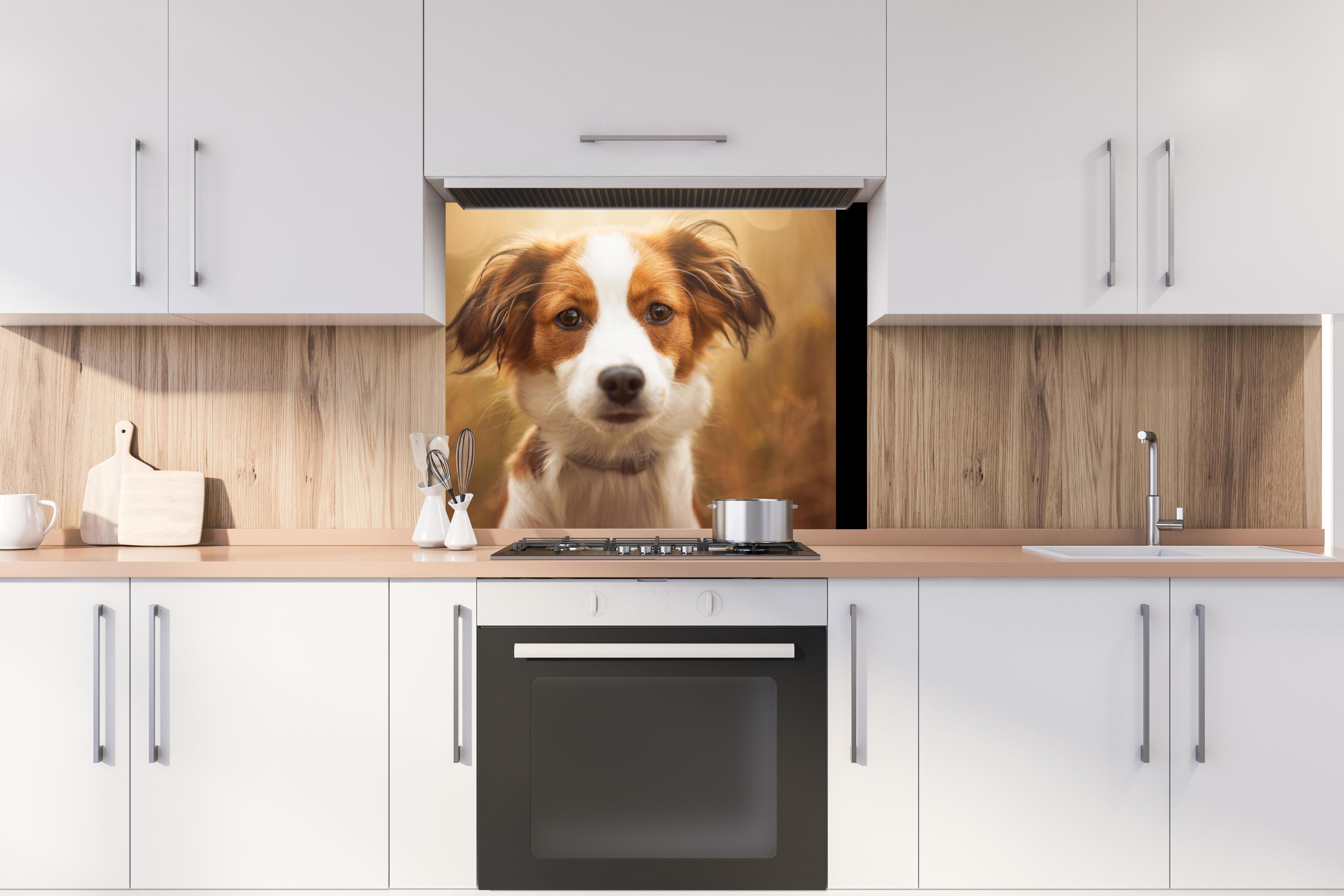 Spritzschutz - Portrait eines süßen Kooiker Hundes hinter stilvollem Gasherd unter Dunstabzugshaube