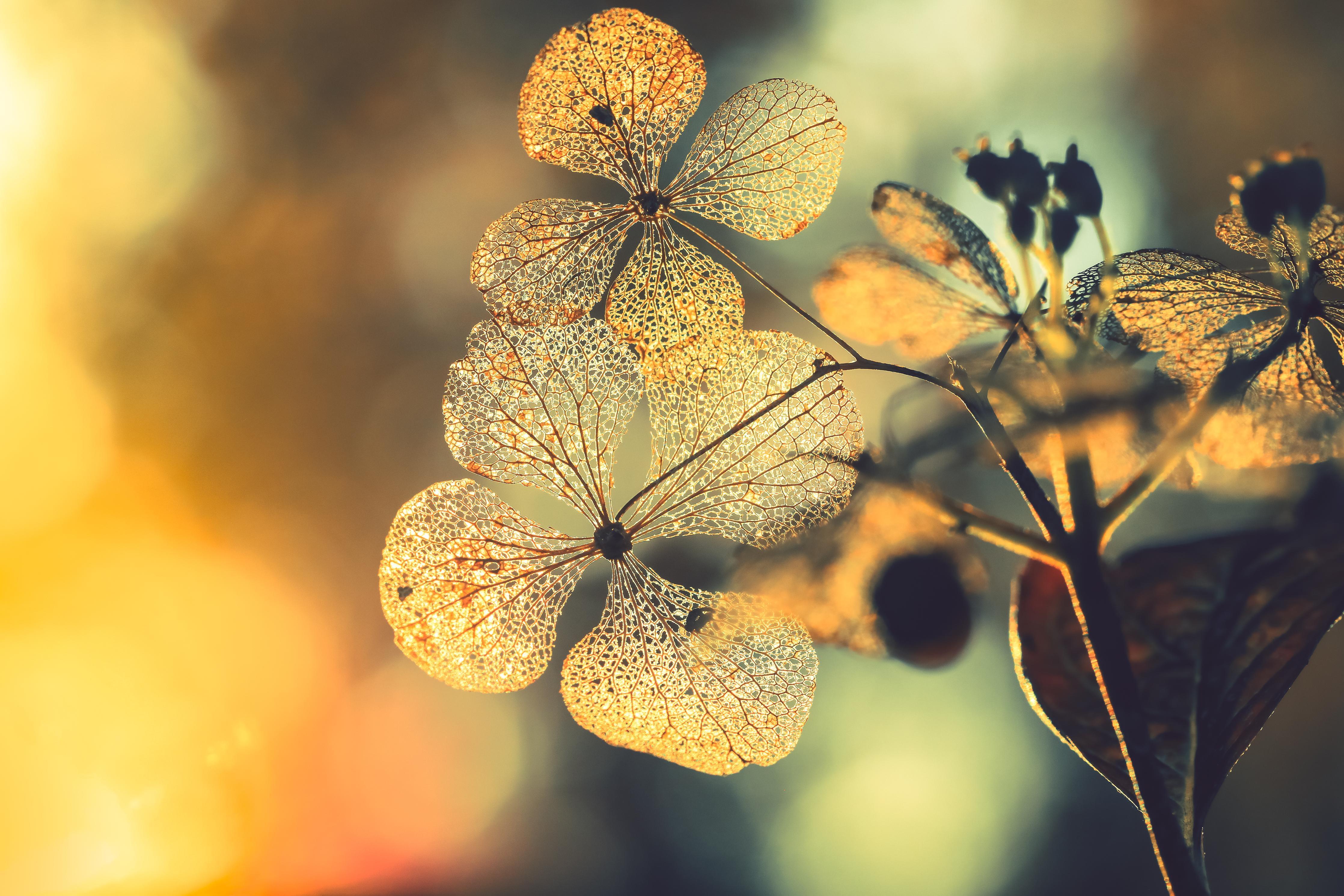 Spritzschutz-Prächtige Hortensienblüten
