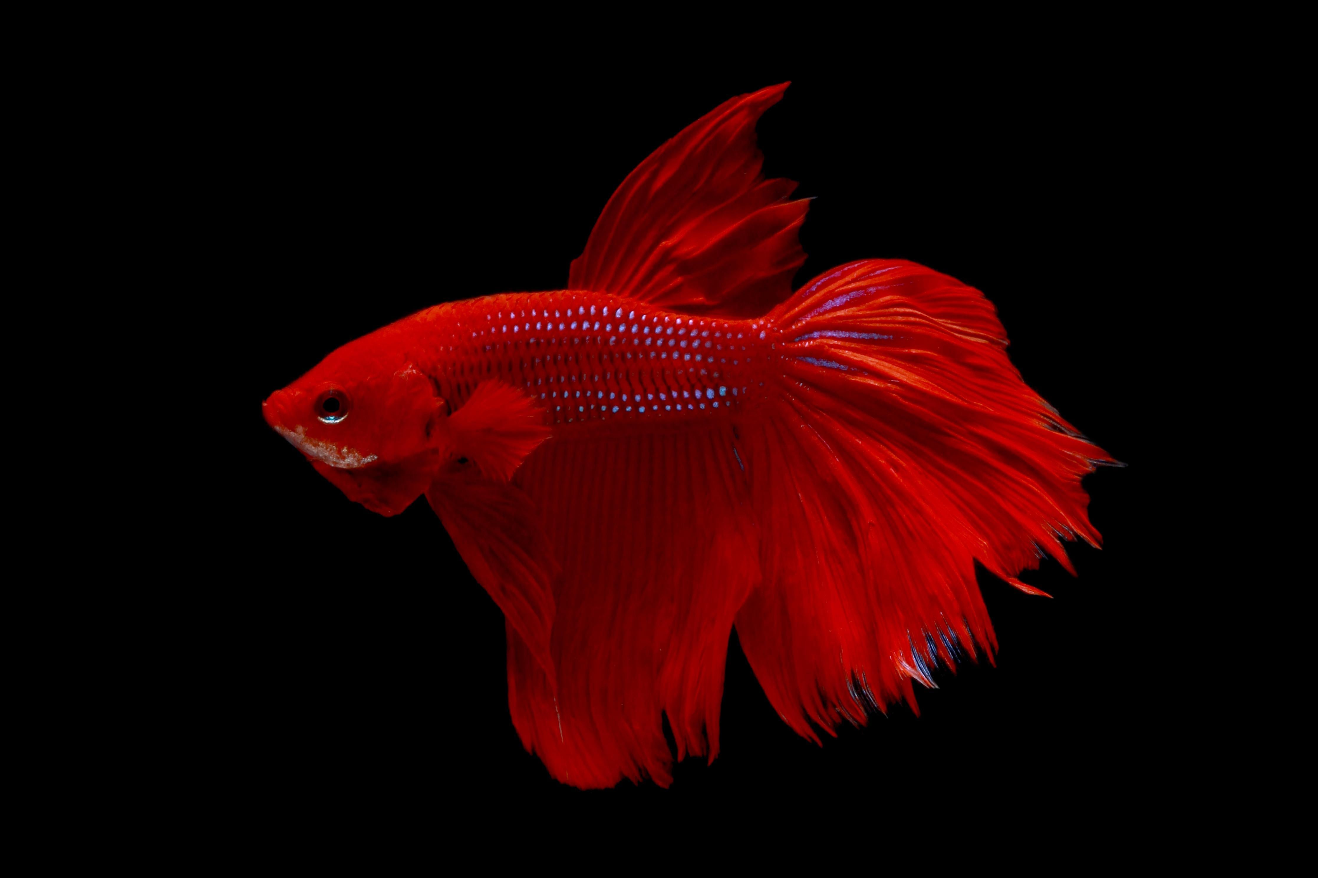 Spritzschutz-Roter Betta-Kampffisch