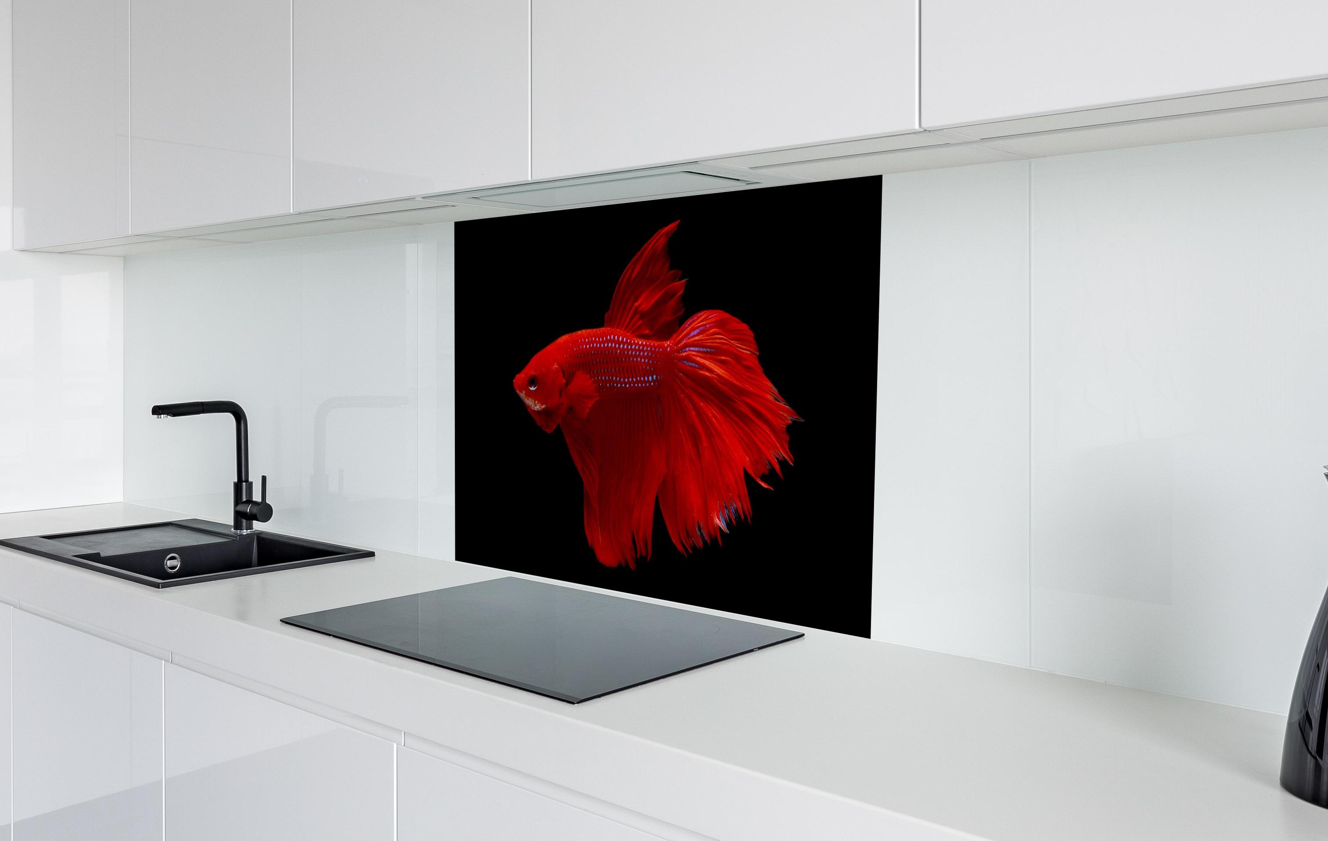 Spritzschutz - Roter Betta-Kampffisch in weißer Hochglanz-Küche hinter einem Cerankochfeld