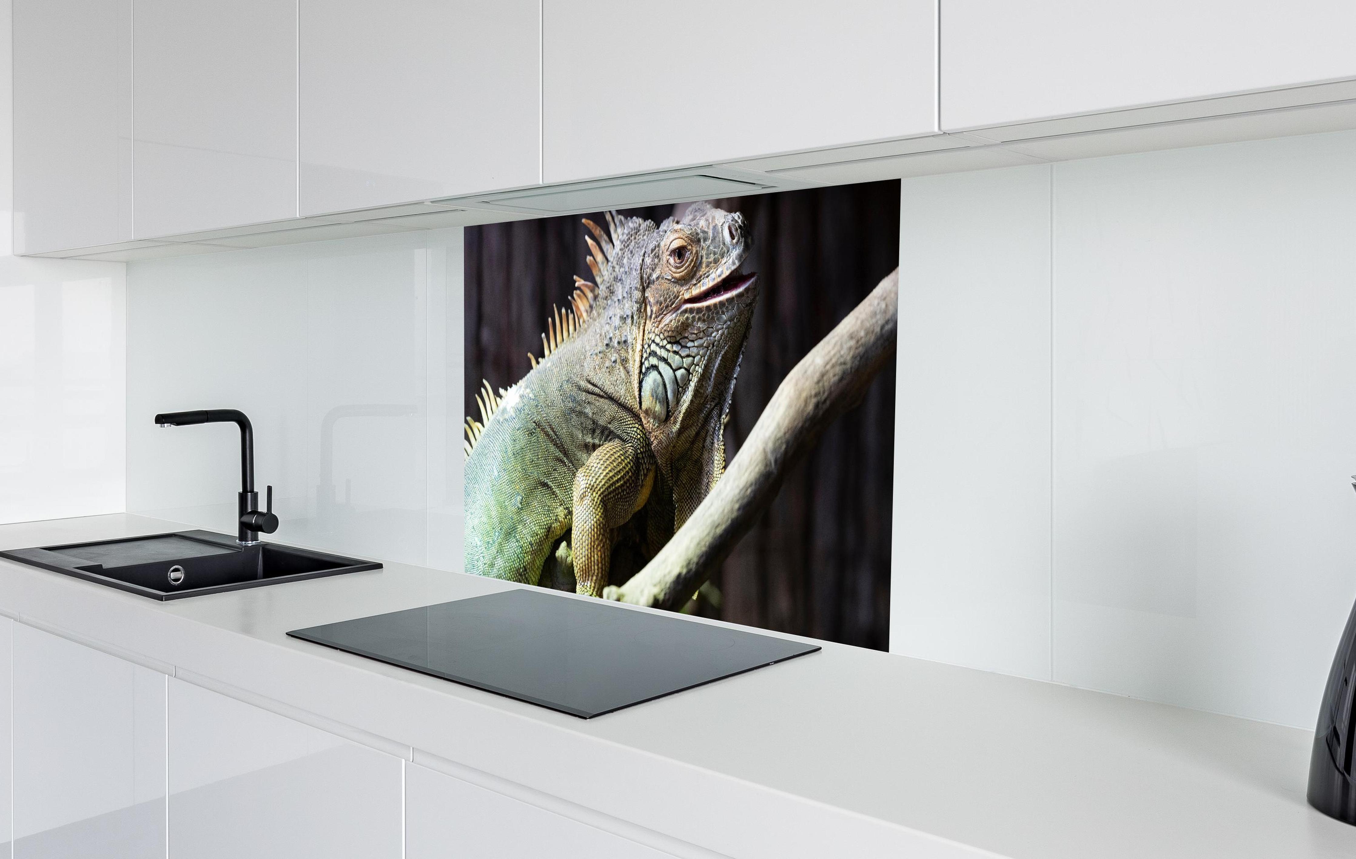 Spritzschutz - Ruhender Leguan in weißer Hochglanz-Küche hinter einem Cerankochfeld