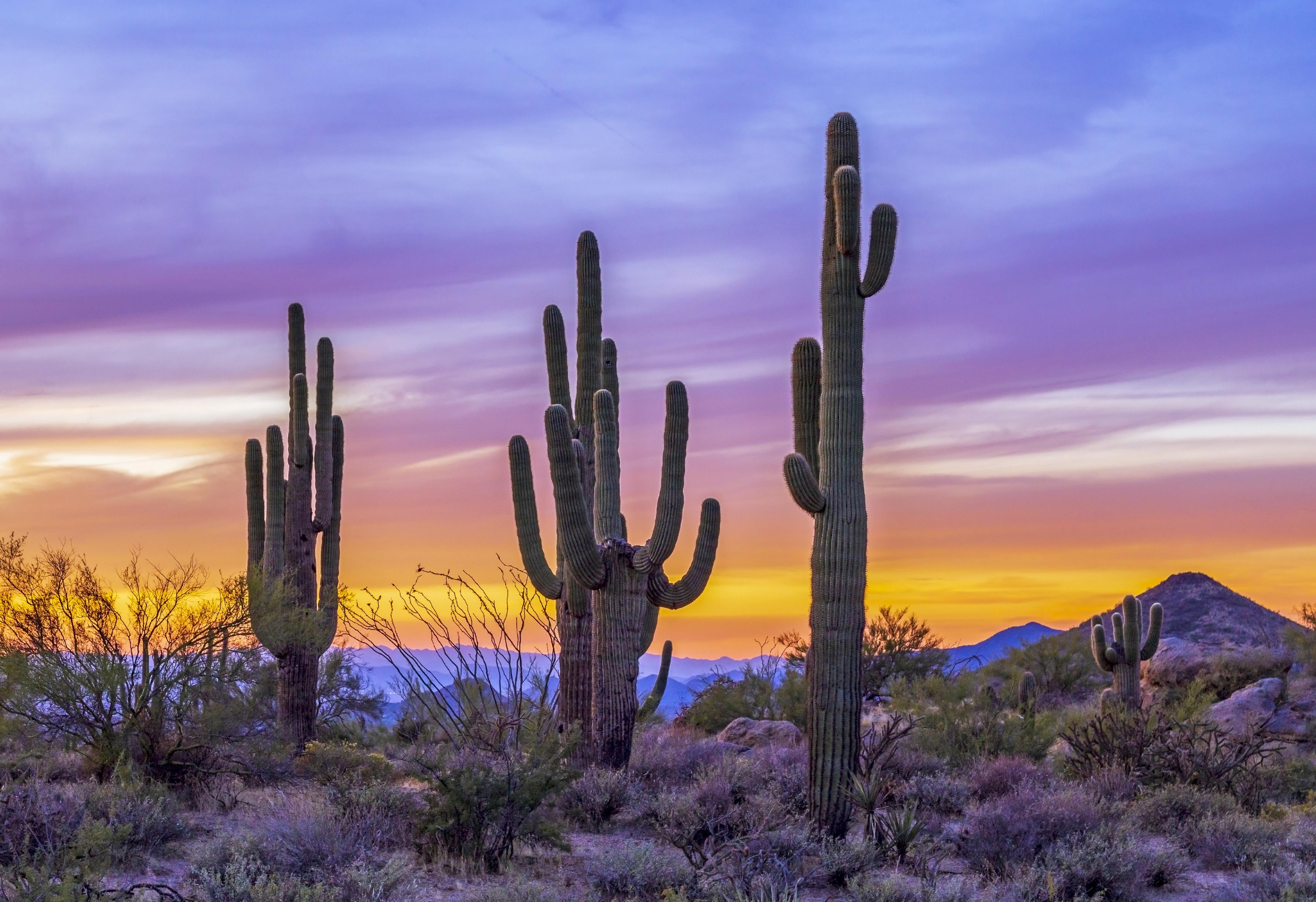 Spritzschutz-Saguaro-Kaktus bei Sonnenuntergang in Arizona