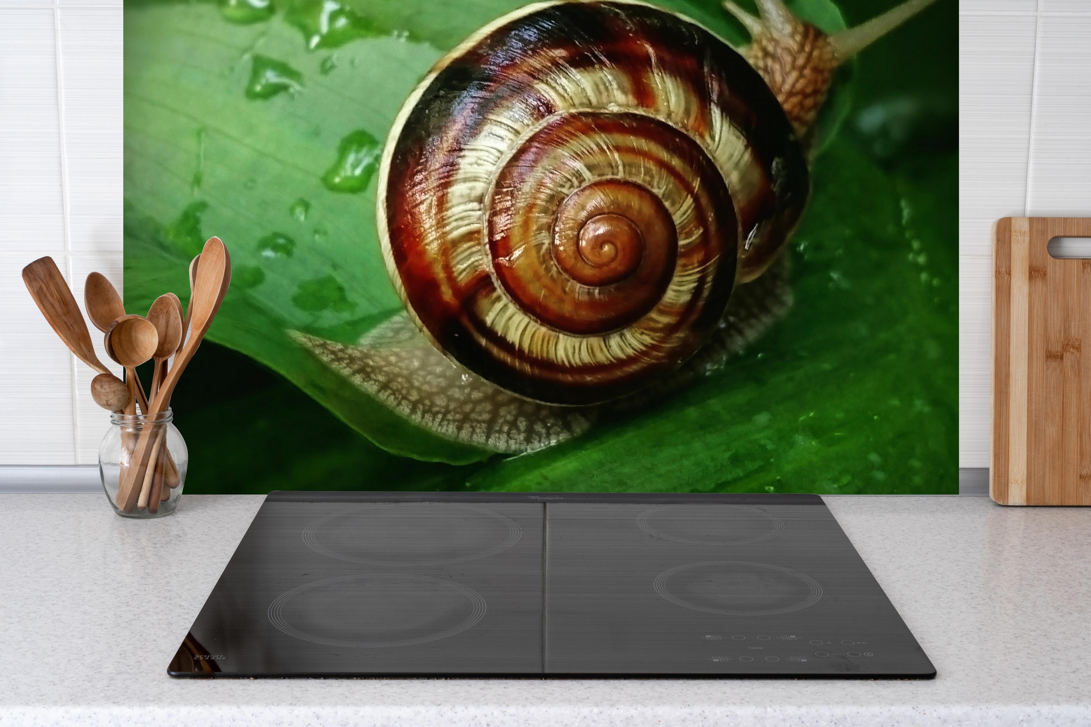 Spritzschutz - Schnecke auf einem nassen Blatt hinter einem Cerankochfeld zwischen Holz-Kochutensilien
