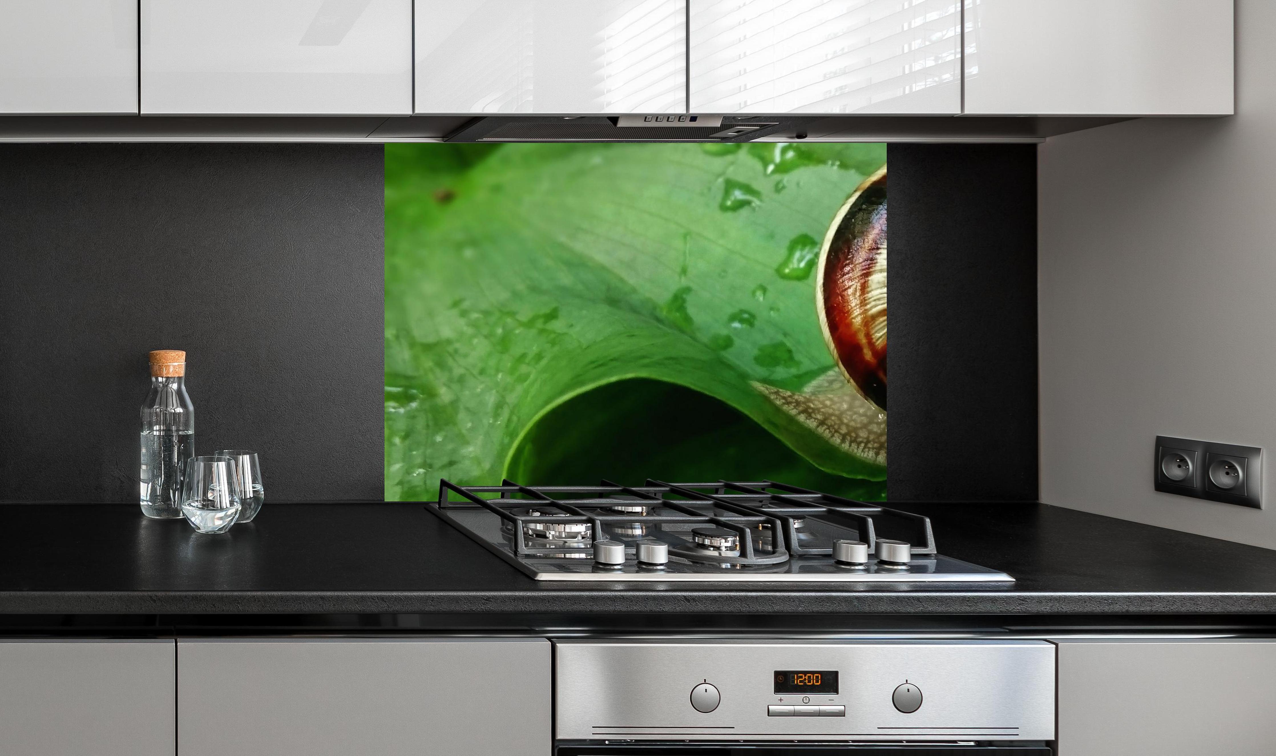 Spritzschutz - Schnecke auf einem nassen Blatt an edler Anthrazit-Wand hinter silbernem Gasherd