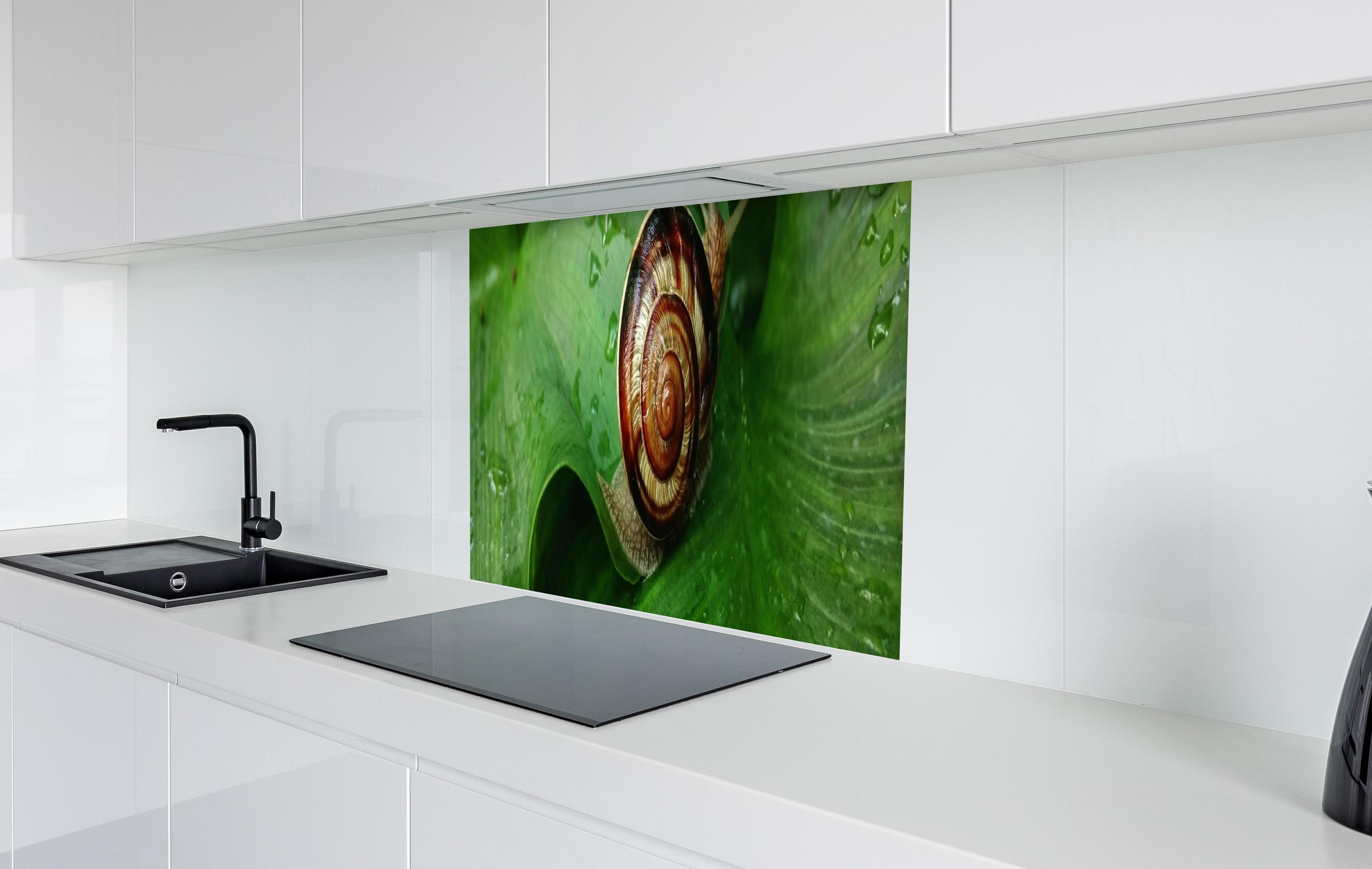 Spritzschutz - Schnecke auf einem nassen Blatt in weißer Hochglanz-Küche hinter einem Cerankochfeld