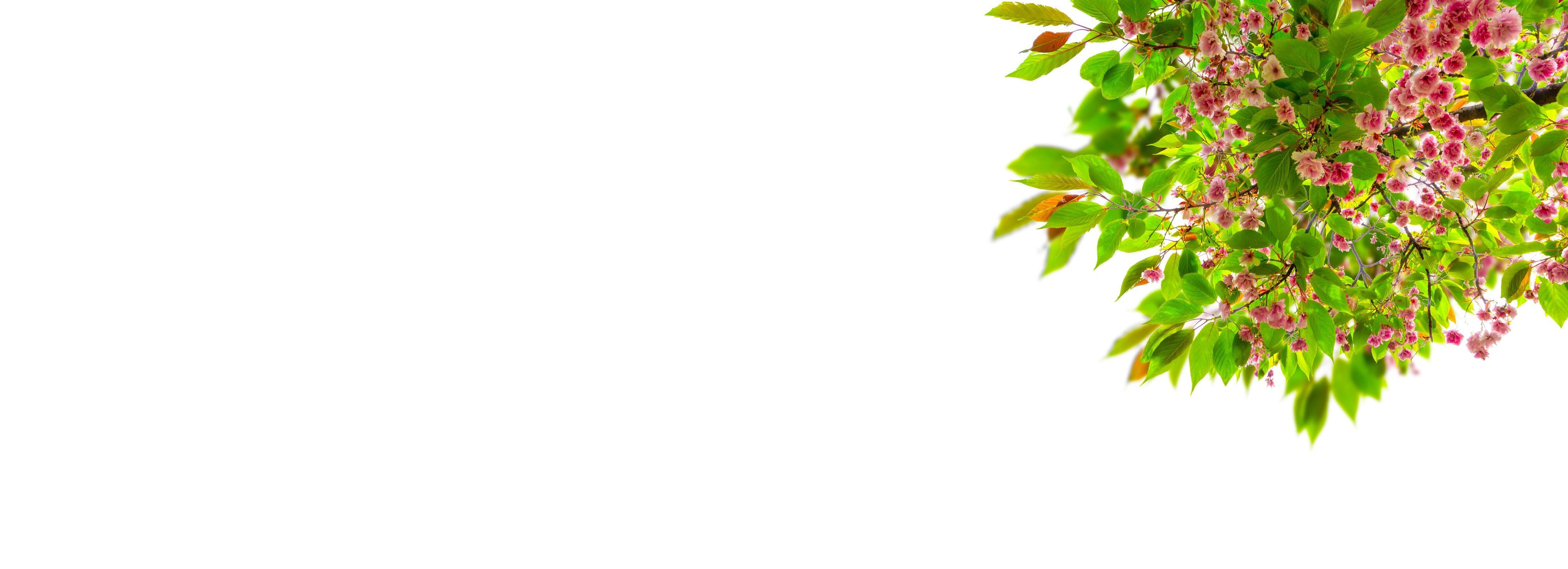 Spritzschutz-Schöner Kirschblütenast