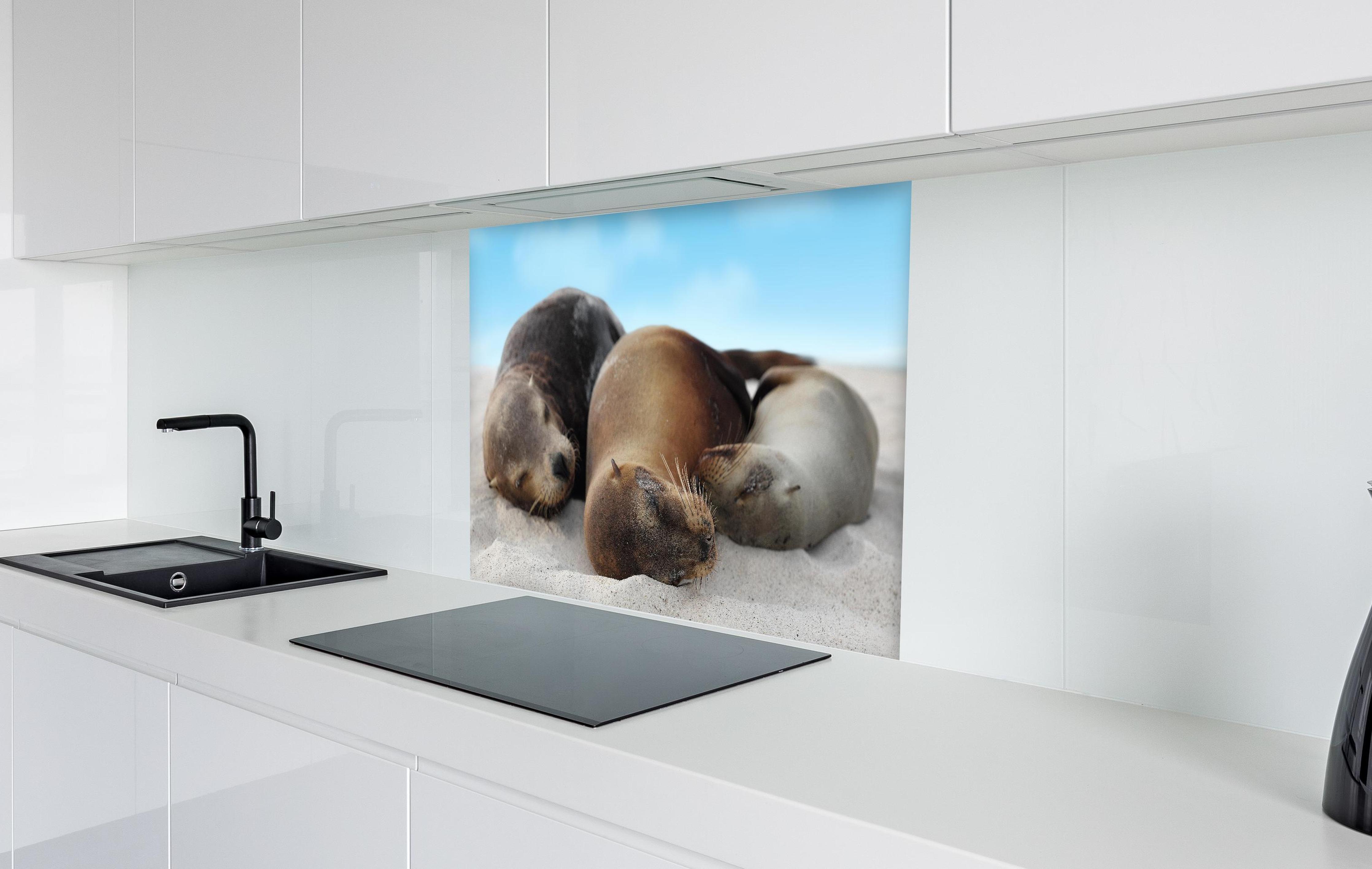 Spritzschutz - Seelöwen im Sand liegend in weißer Hochglanz-Küche hinter einem Cerankochfeld