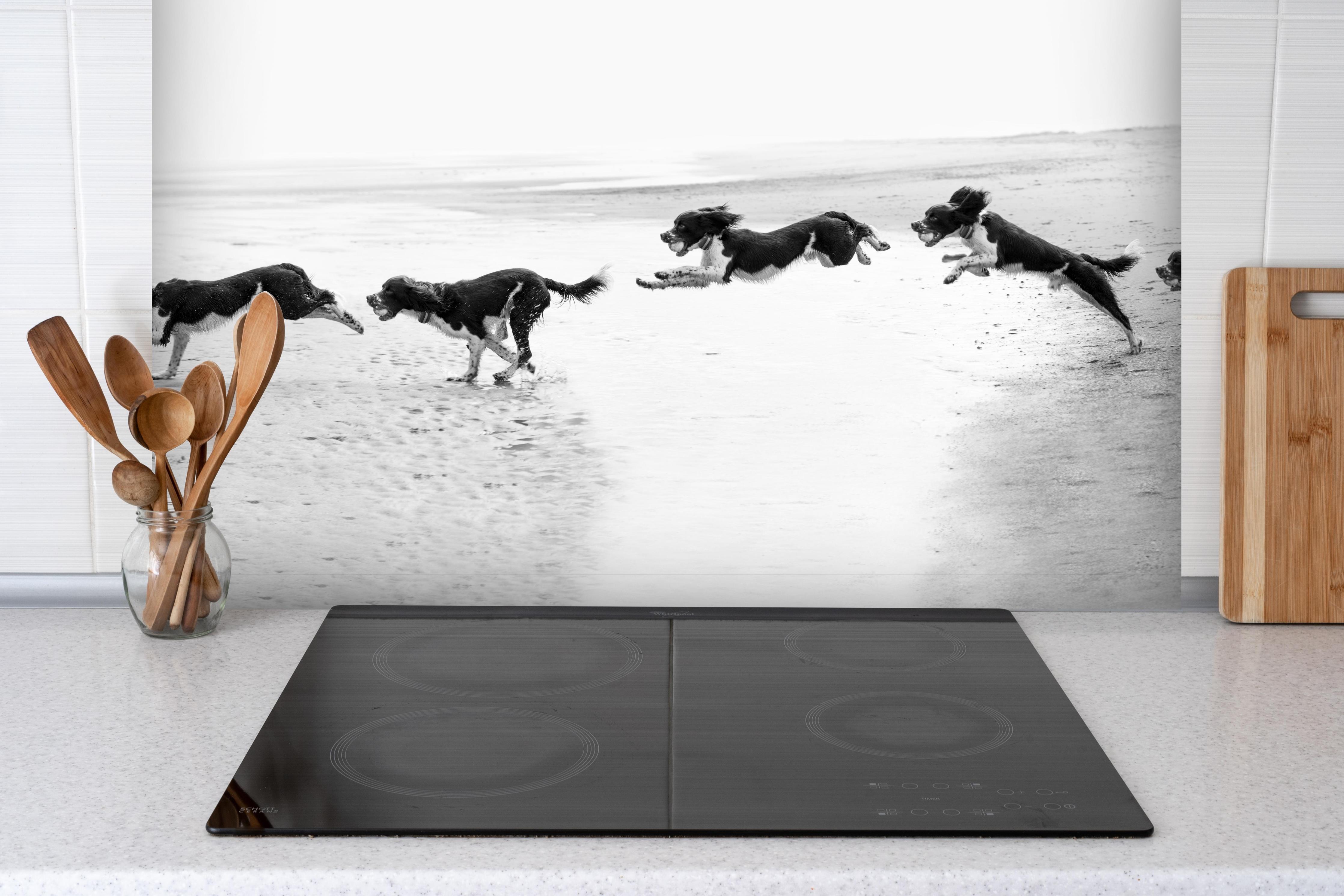 Spritzschutz - Springer Spaniel beim springen hinter einem Cerankochfeld zwischen Holz-Kochutensilien