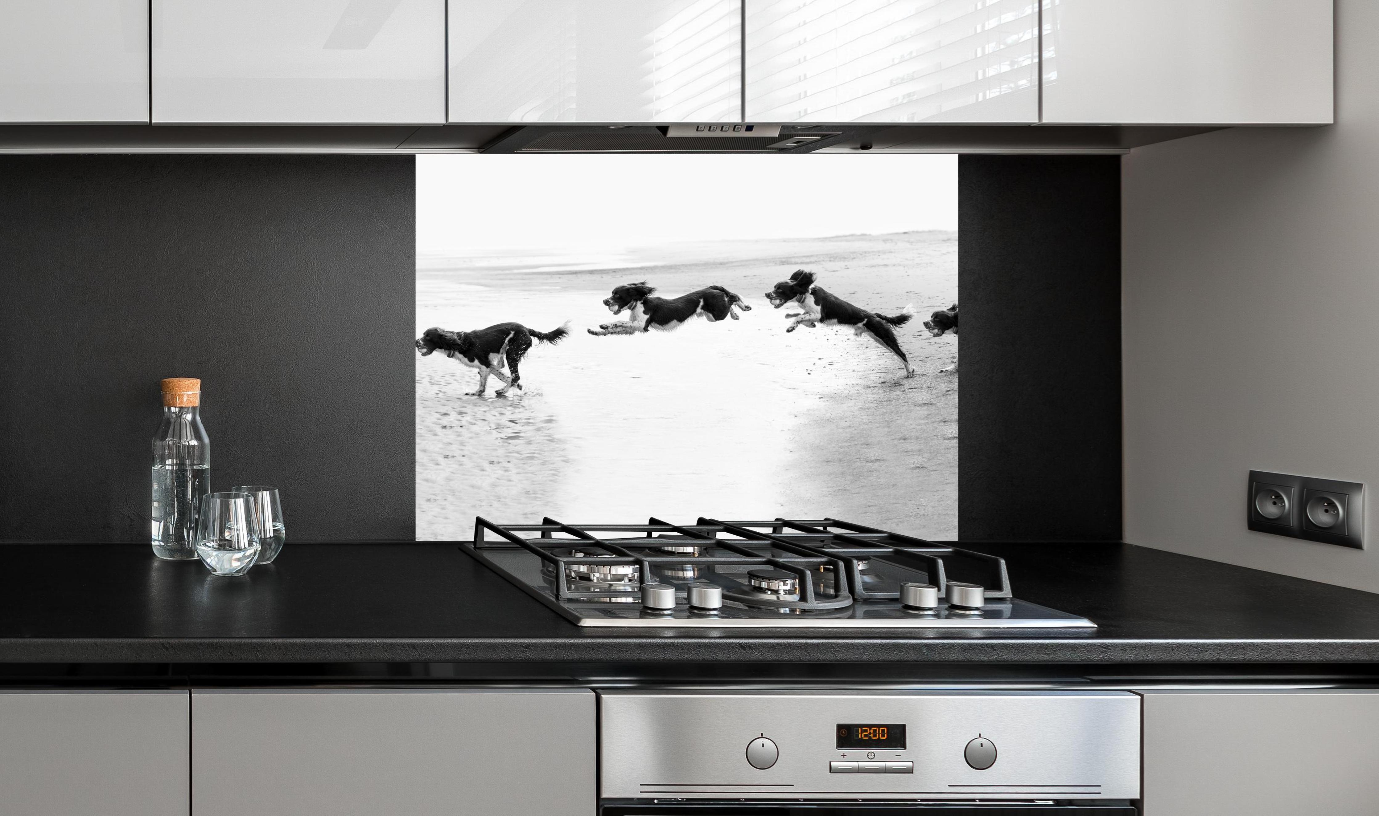 Spritzschutz - Springer Spaniel beim springen an edler Anthrazit-Wand hinter silbernem Gasherd