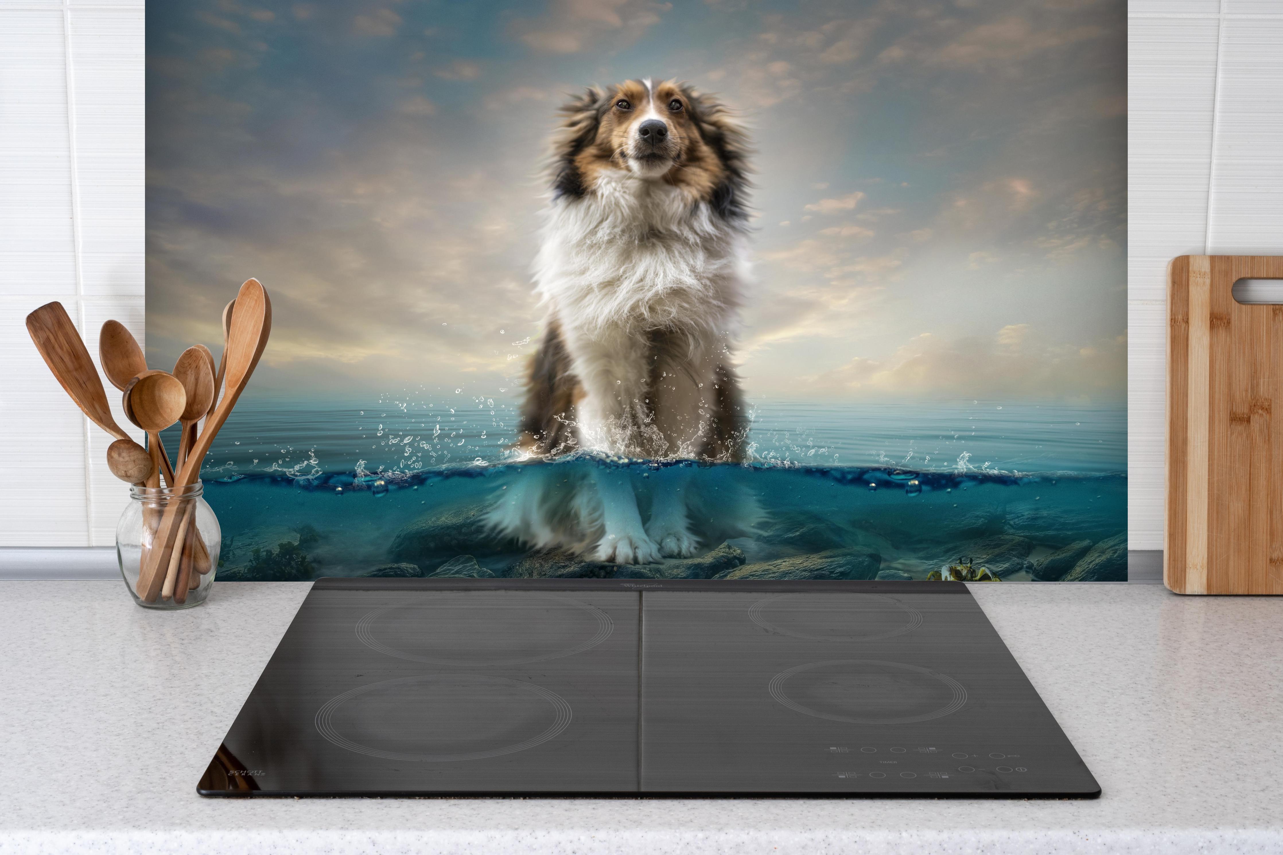 Spritzschutz - Stolzer Shetland-Schäferhund im Wasser hinter einem Cerankochfeld zwischen Holz-Kochutensilien