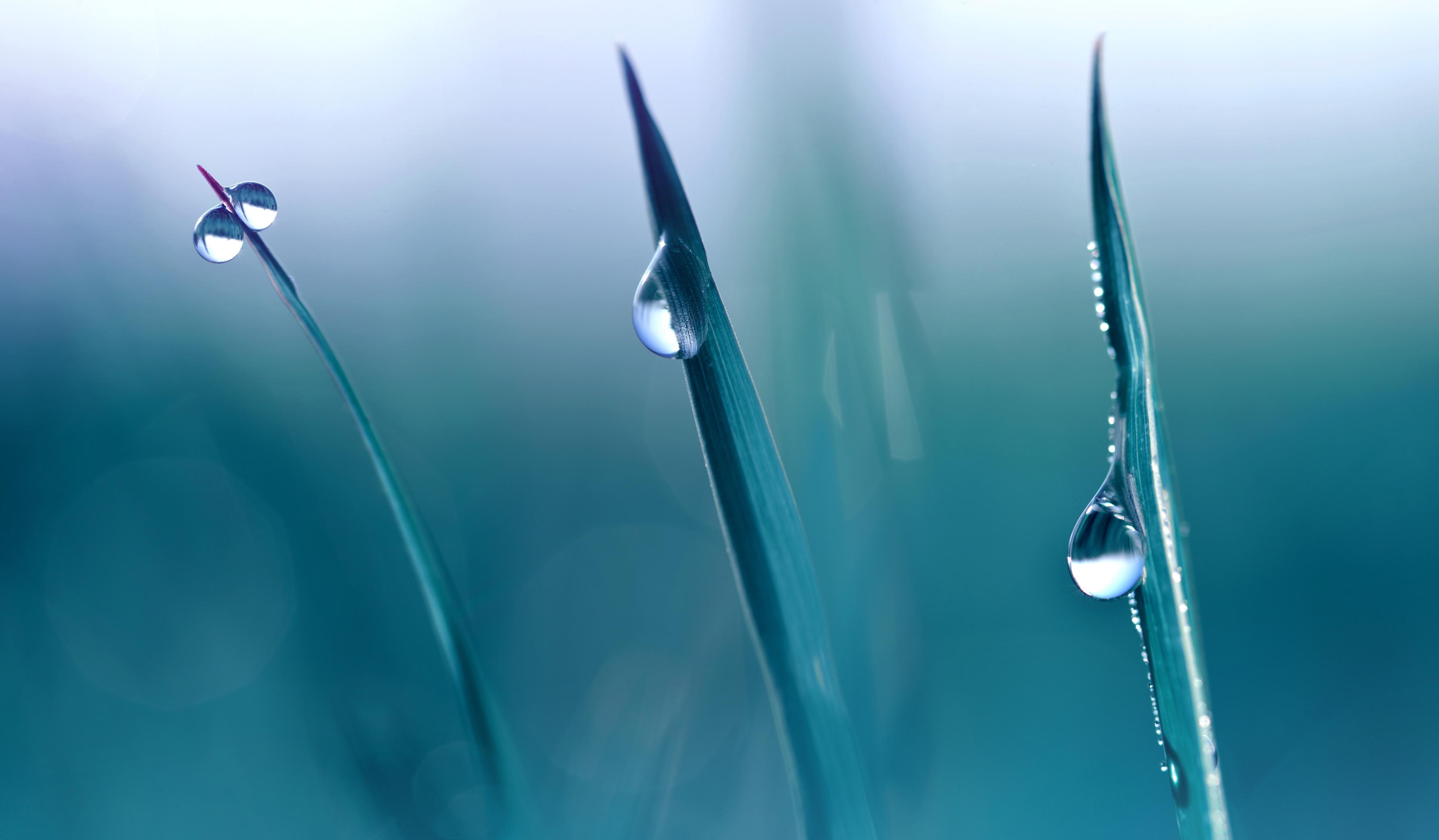 Spritzschutz-Transparente Tautropfen