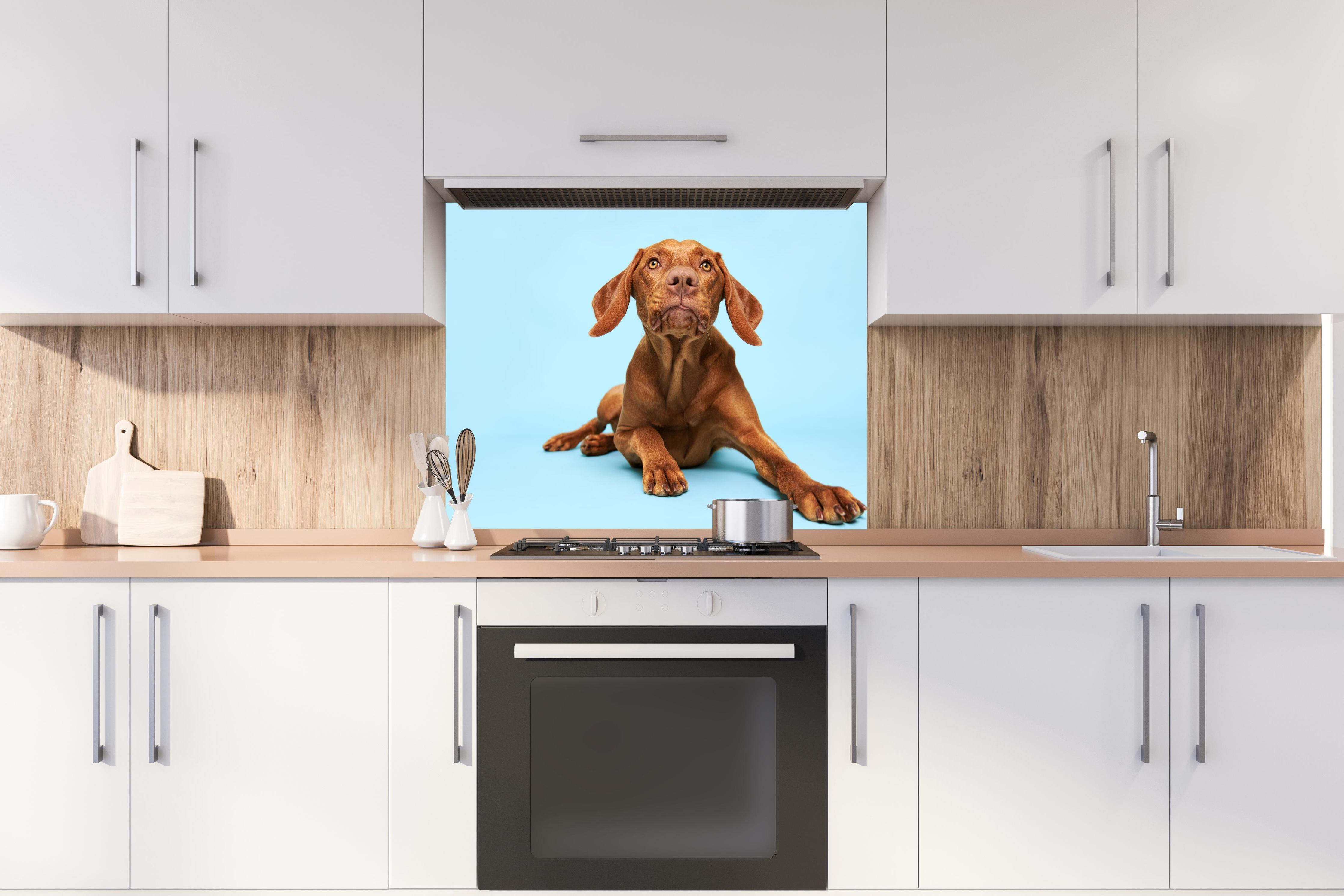 Spritzschutz - Ungarischer Vizsla-Welpe Portrait hinter stilvollem Gasherd unter Dunstabzugshaube