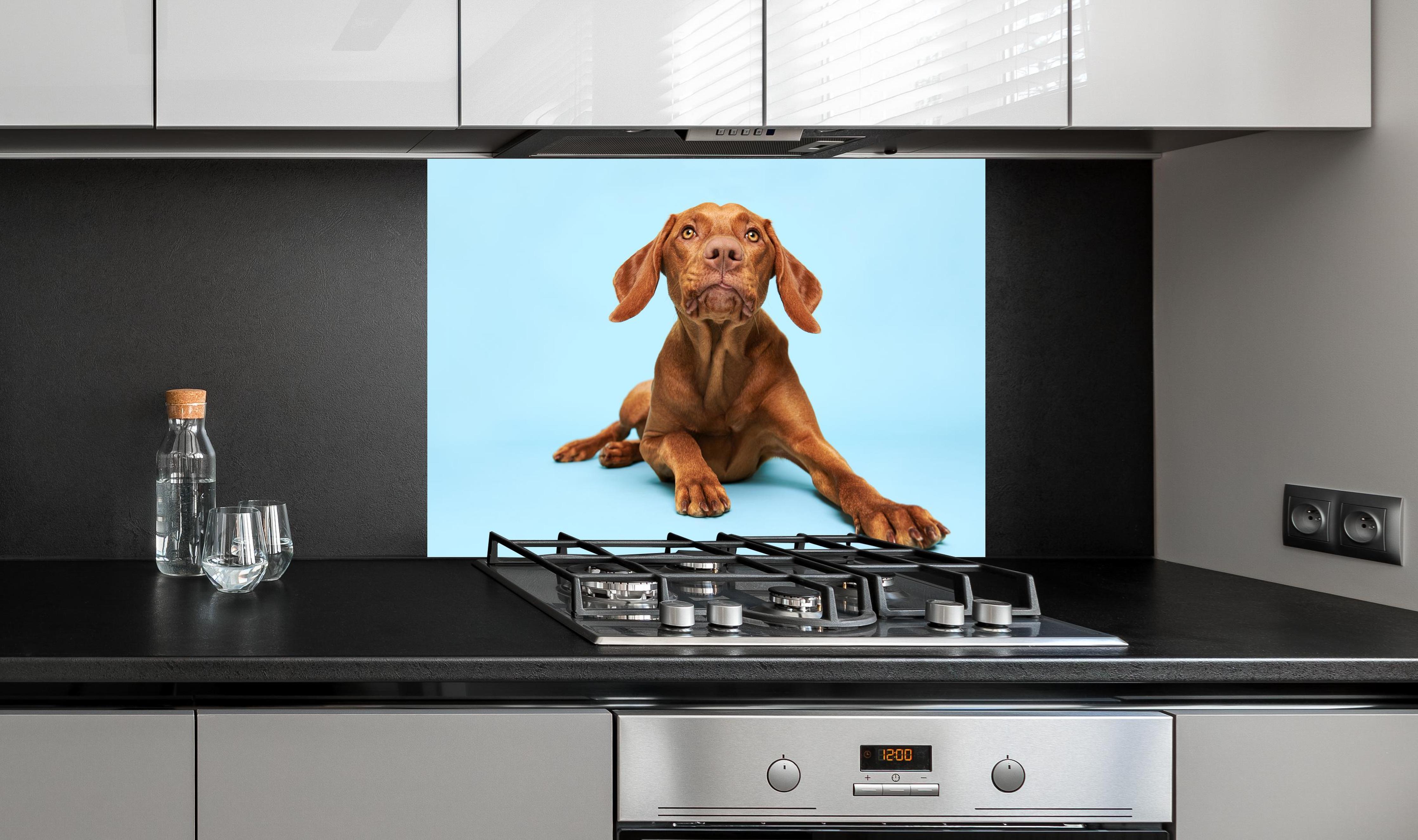 Spritzschutz - Ungarischer Vizsla-Welpe Portrait an edler Anthrazit-Wand hinter silbernem Gasherd