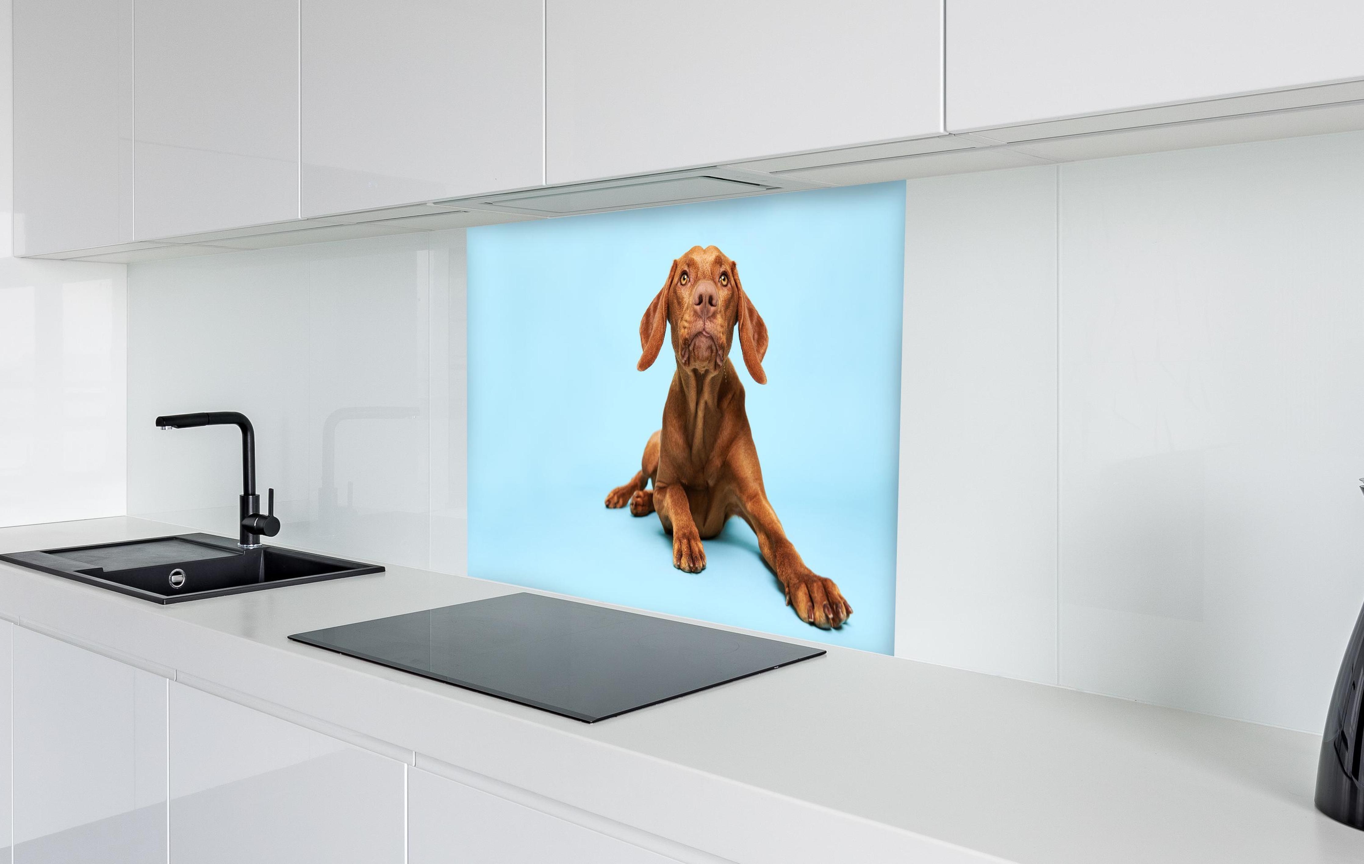 Spritzschutz - Ungarischer Vizsla-Welpe Portrait in weißer Hochglanz-Küche hinter einem Cerankochfeld