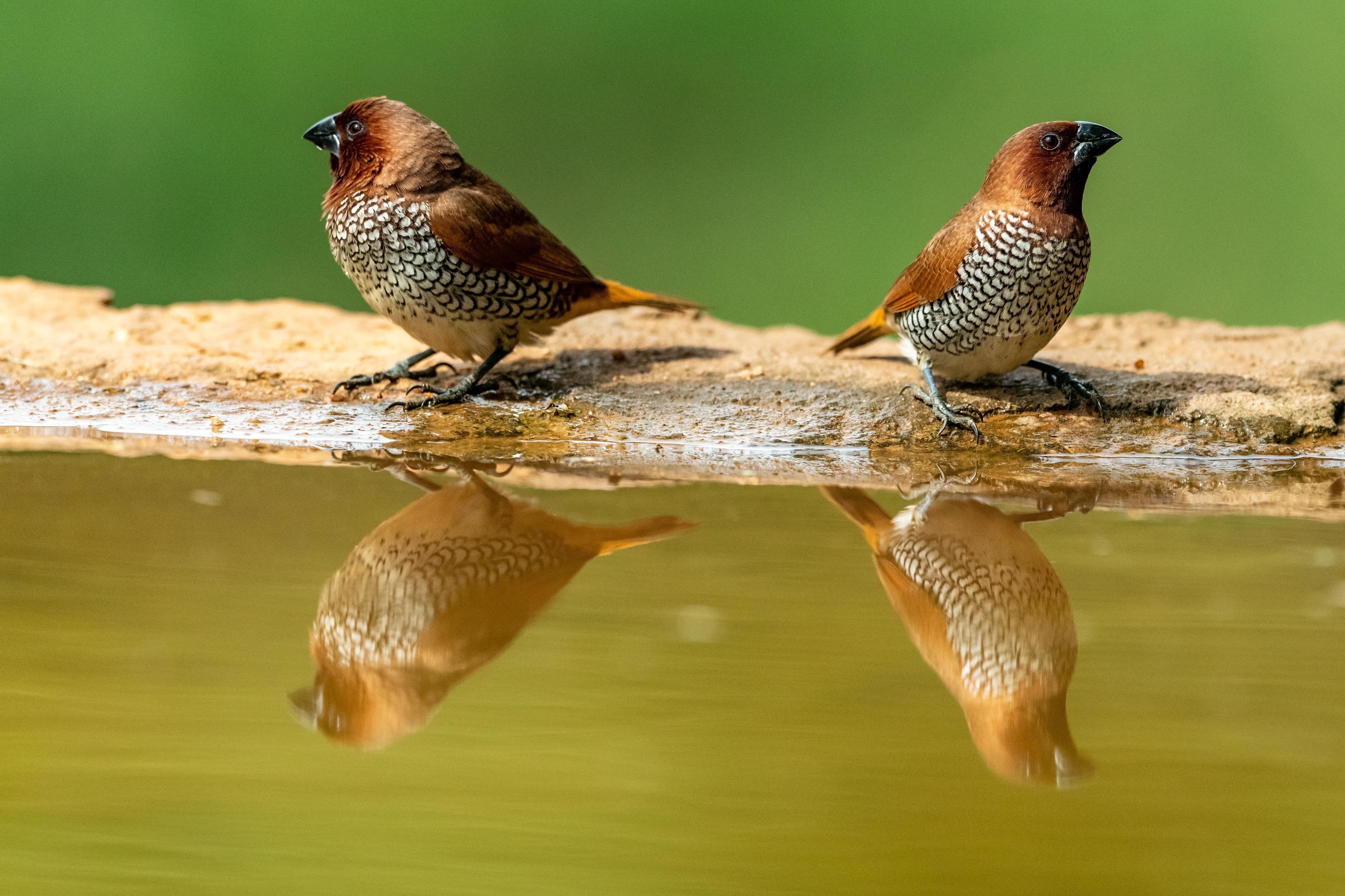 Spritzschutz-Vögel Spiegelung im Wasser