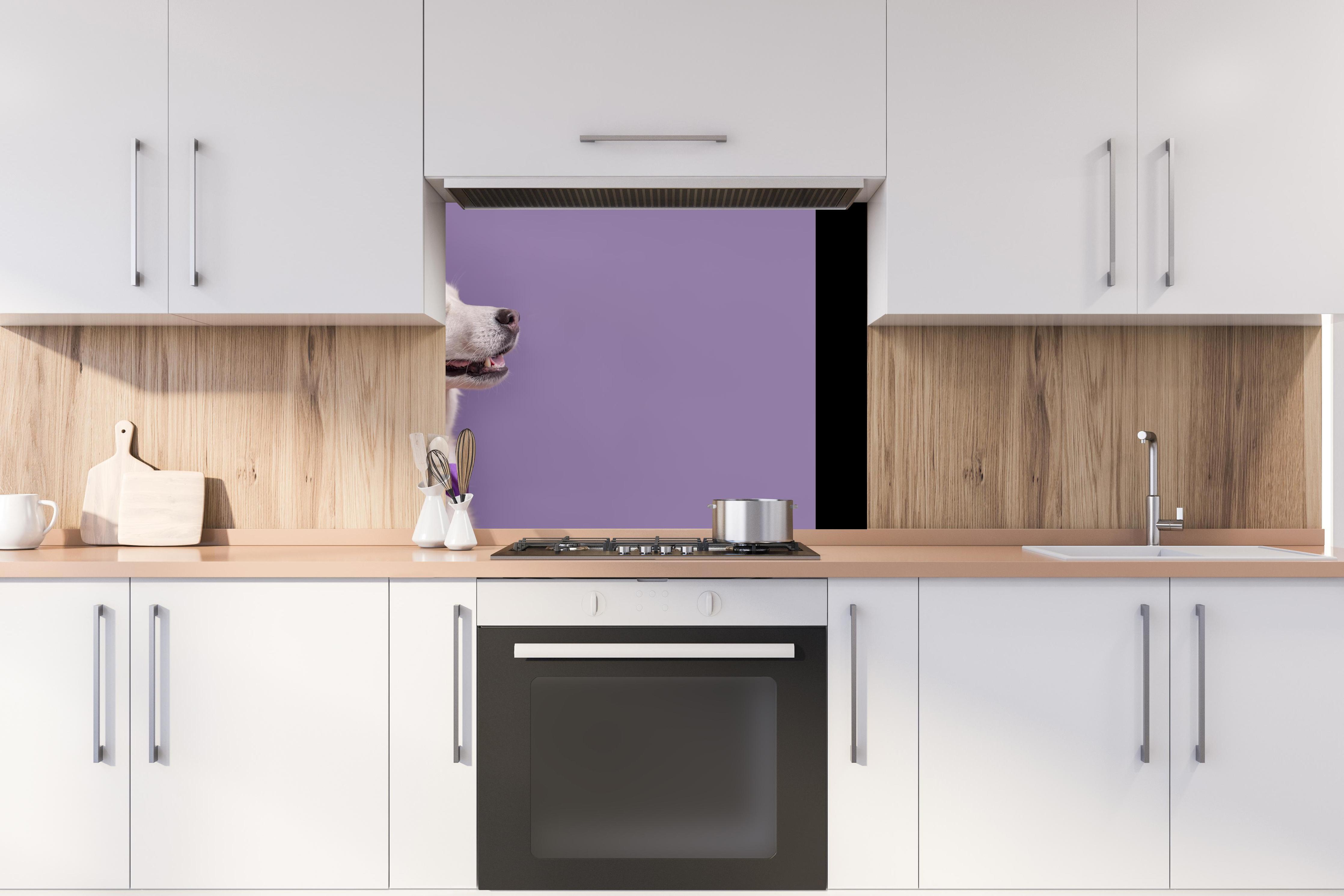 Spritzschutz - Weißer sibirischer Husky Hund mit violetter Fliege hinter stilvollem Gasherd unter Dunstabzugshaube