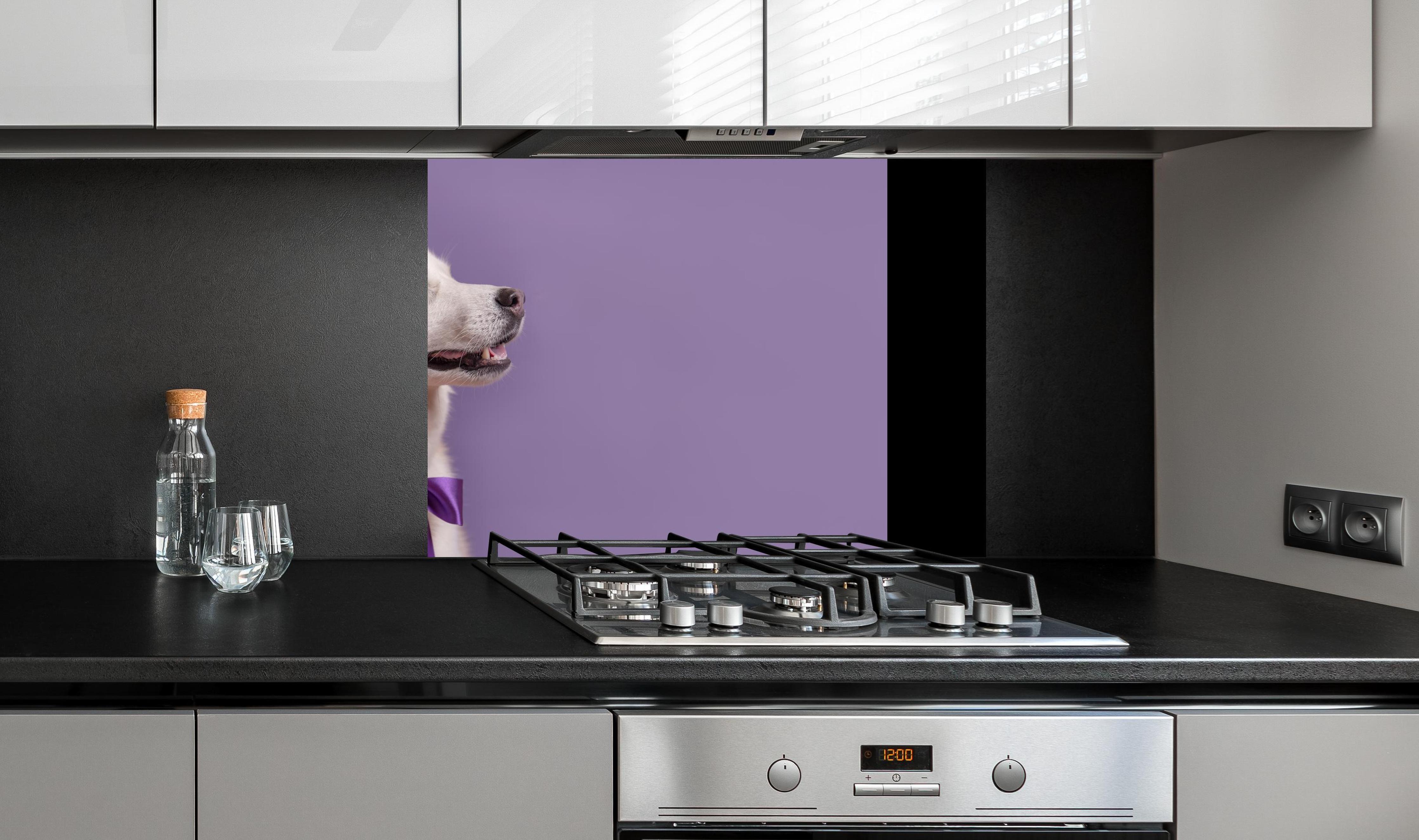 Spritzschutz - Weißer sibirischer Husky Hund mit violetter Fliege an edler Anthrazit-Wand hinter silbernem Gasherd