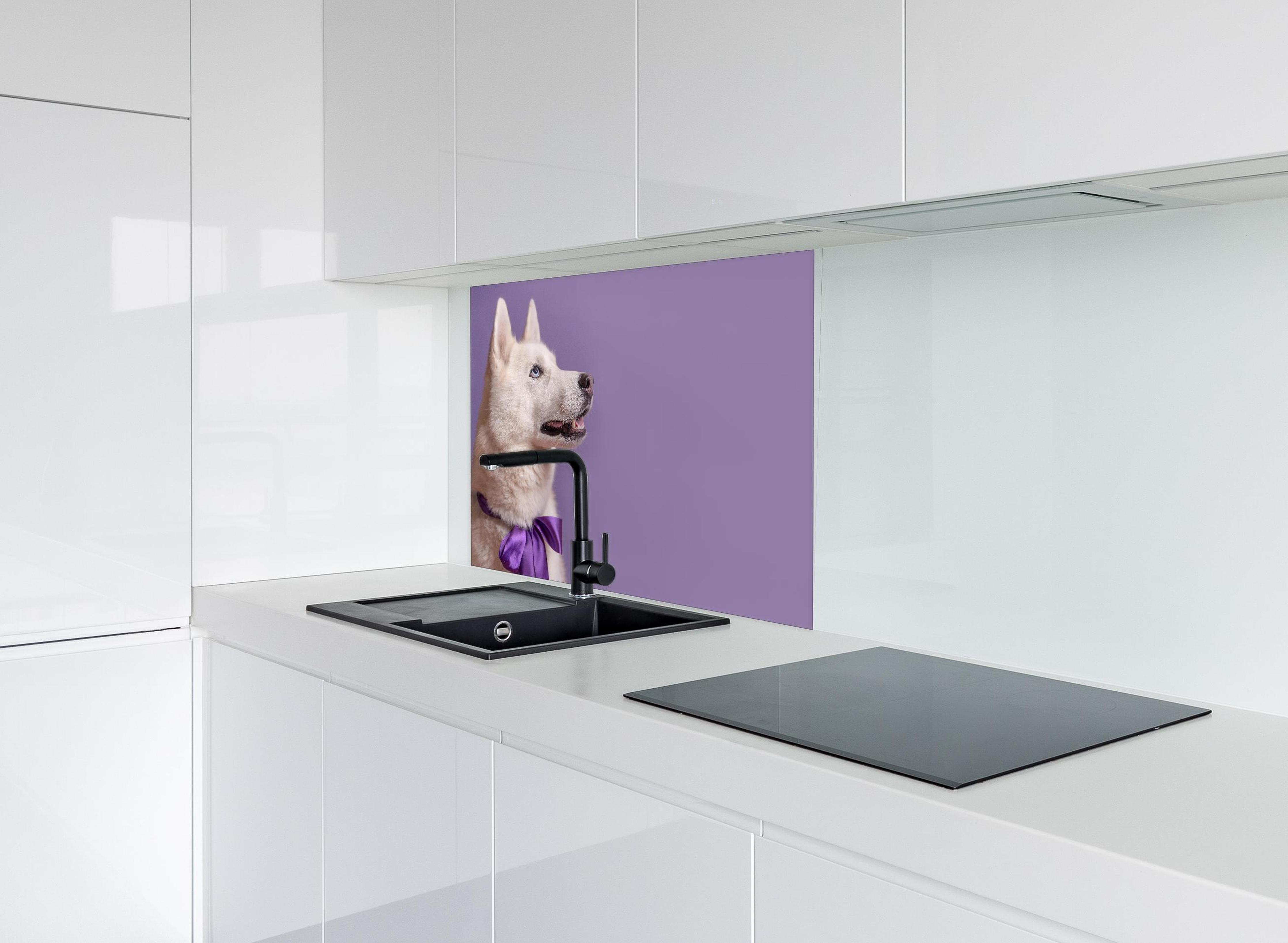 Spritzschutz - Weißer sibirischer Husky Hund mit violetter Fliege hinter modernem schwarz-matten Spülbecken in weißer Hochglanz-Küche