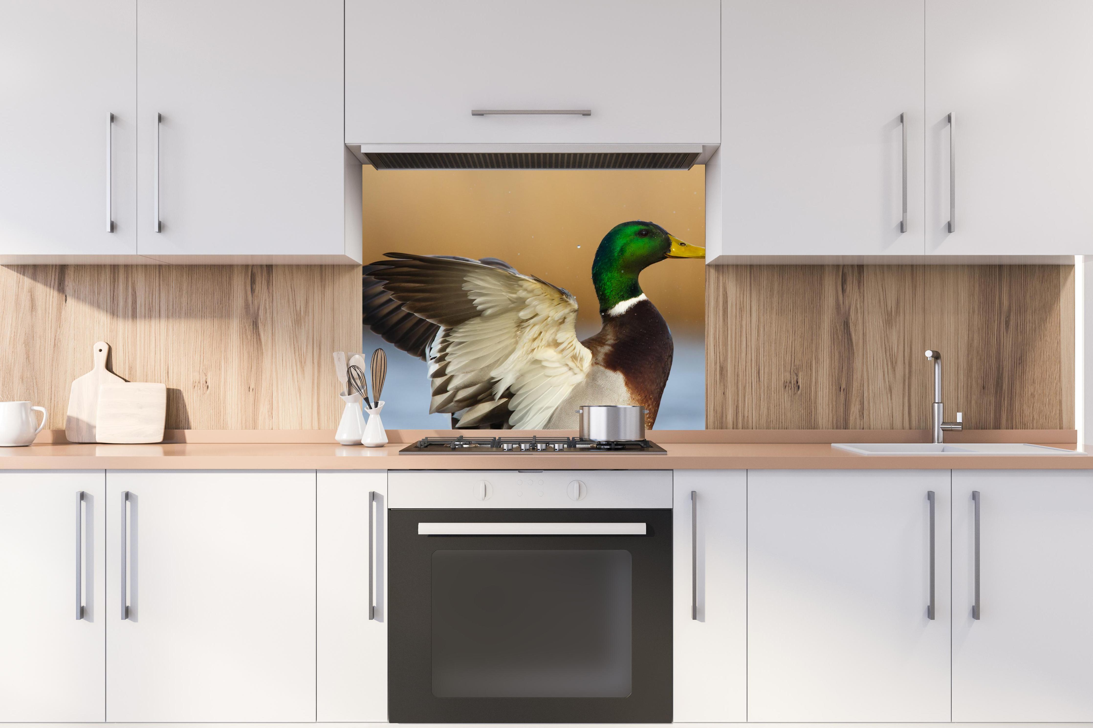Spritzschutz - Wildente auf dem Wasser hinter stilvollem Gasherd unter Dunstabzugshaube