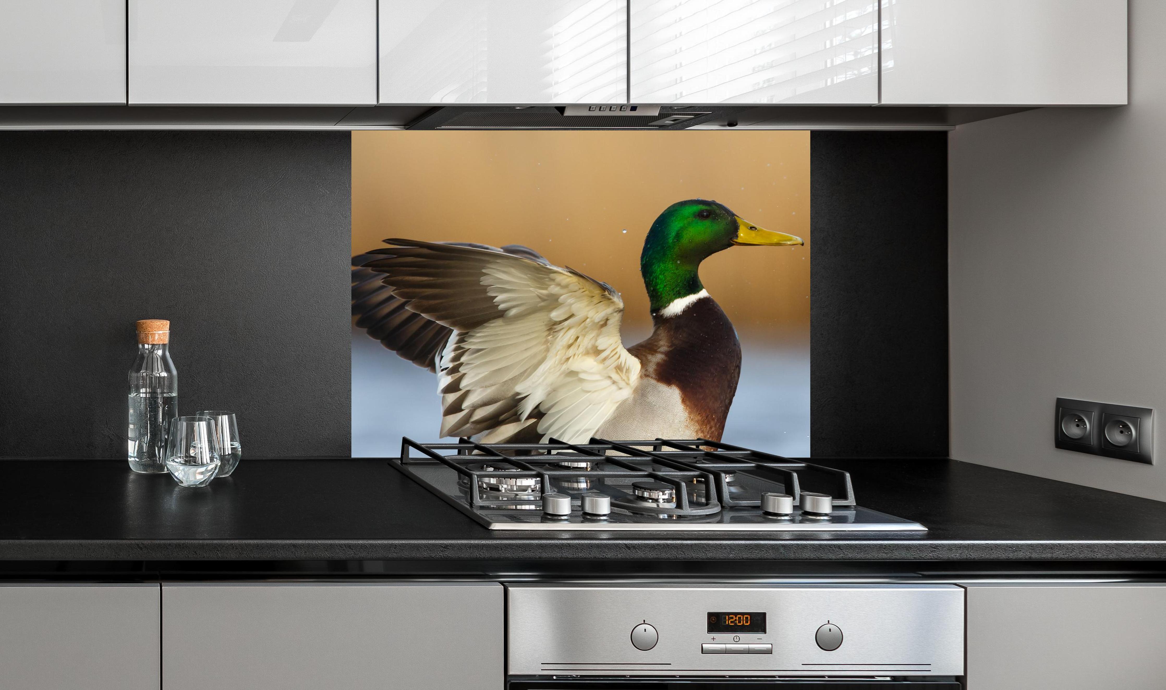 Spritzschutz - Wildente auf dem Wasser an edler Anthrazit-Wand hinter silbernem Gasherd