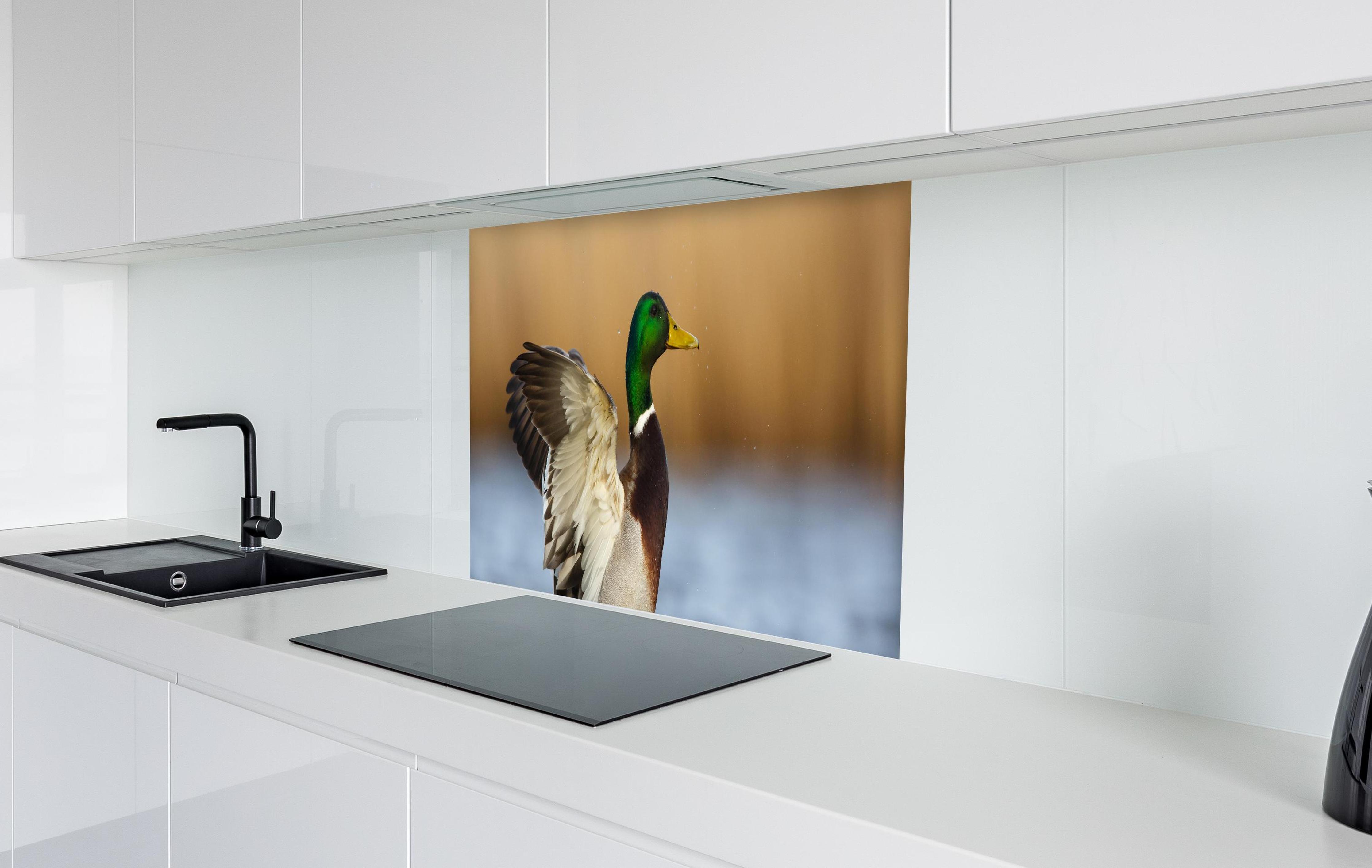 Spritzschutz - Wildente auf dem Wasser in weißer Hochglanz-Küche hinter einem Cerankochfeld