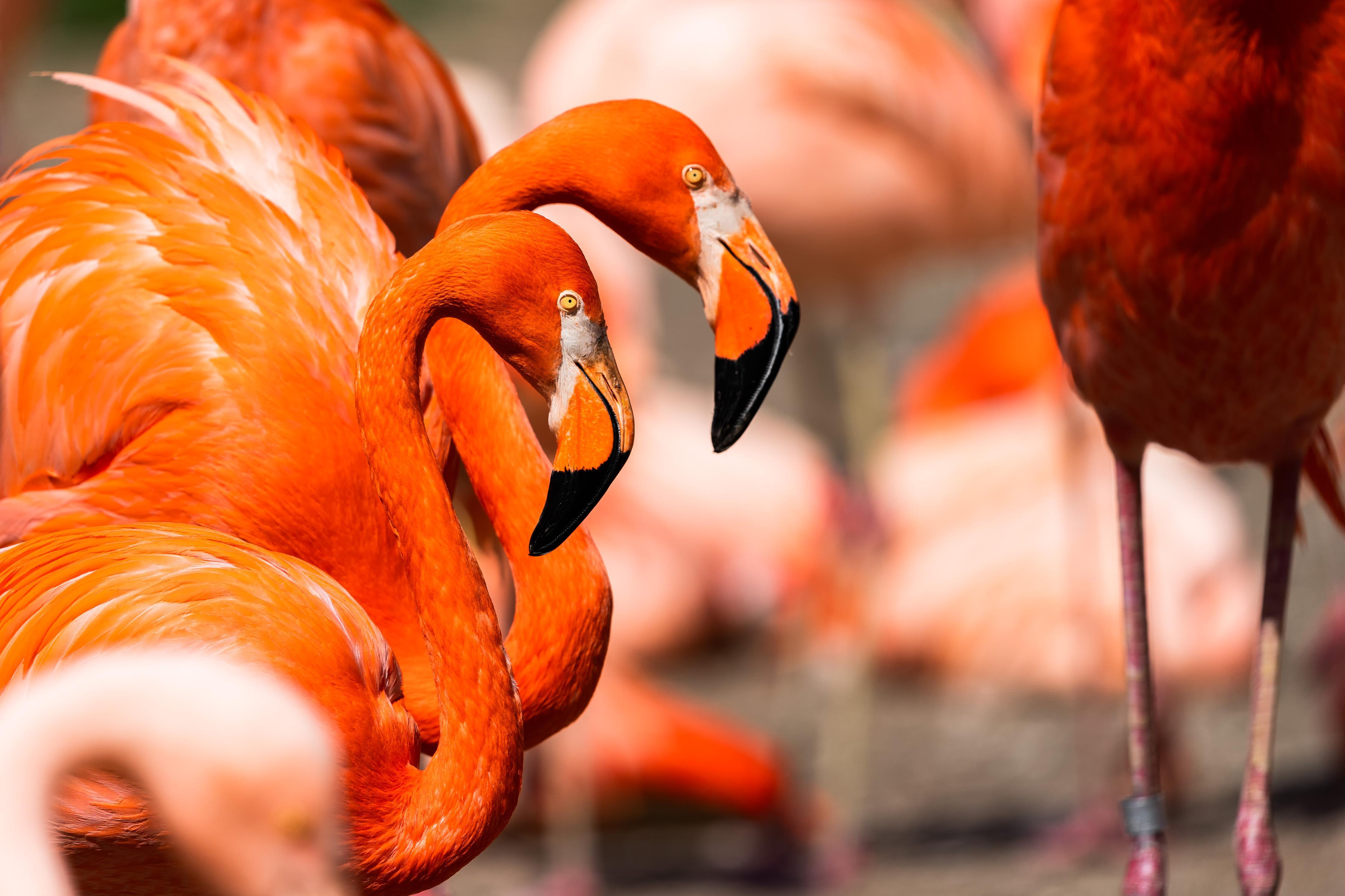 Spritzschutz-Zwei Flamingos in der Herde