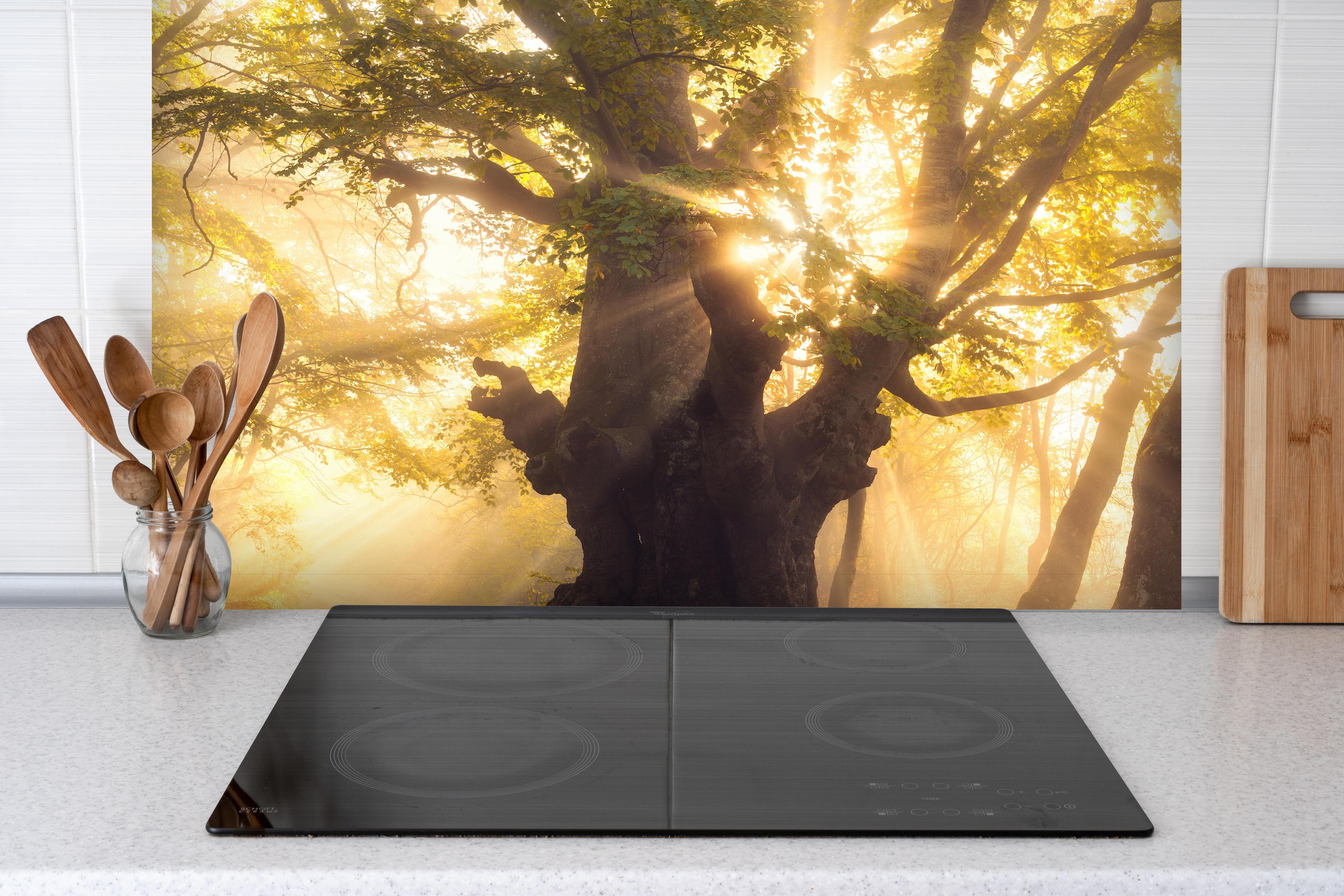 Spritzschutz - alter Baum bei Sonnenaufgang im Nebel hinter einem Cerankochfeld zwischen Holz-Kochutensilien