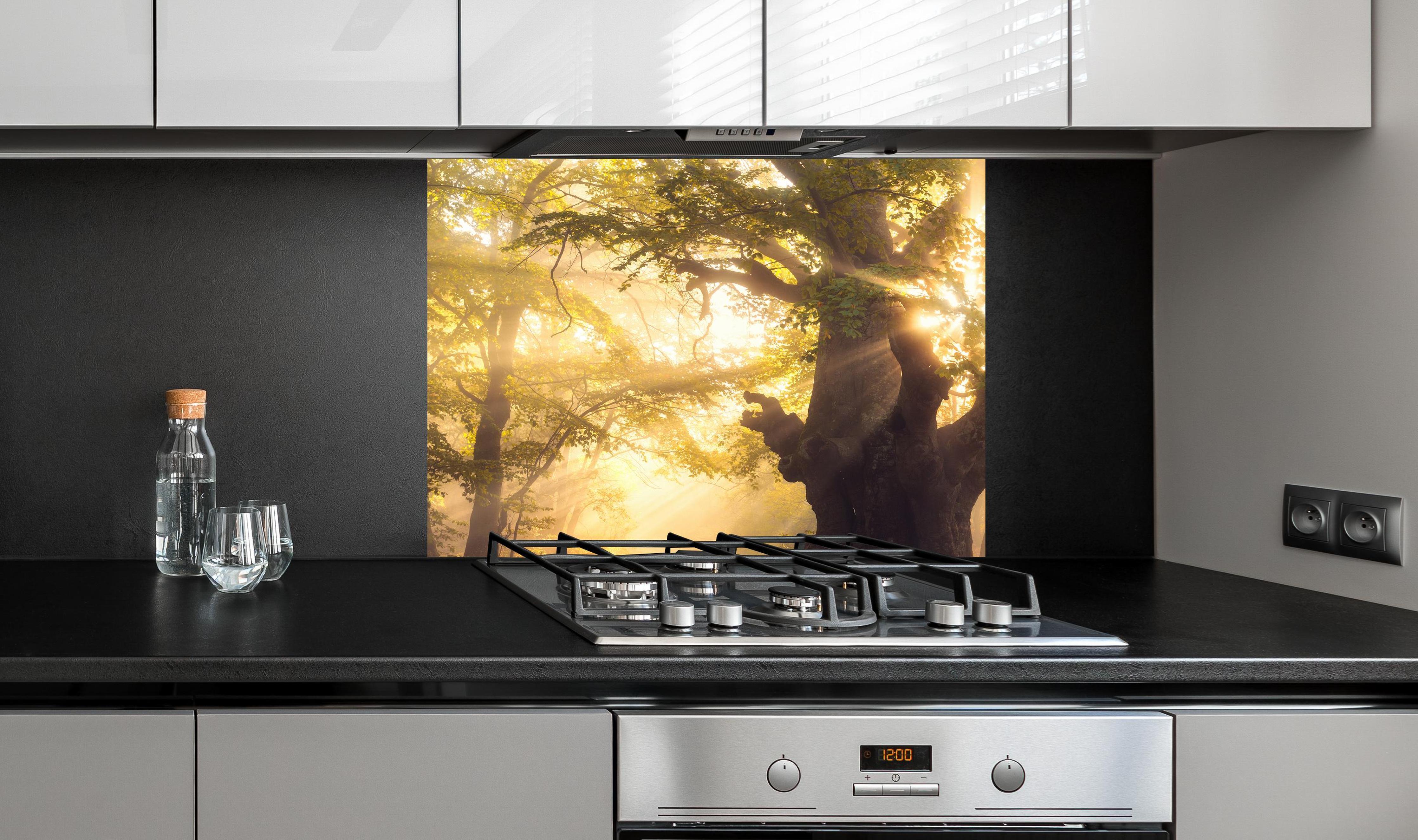 Spritzschutz - alter Baum bei Sonnenaufgang im Nebel an edler Anthrazit-Wand hinter silbernem Gasherd