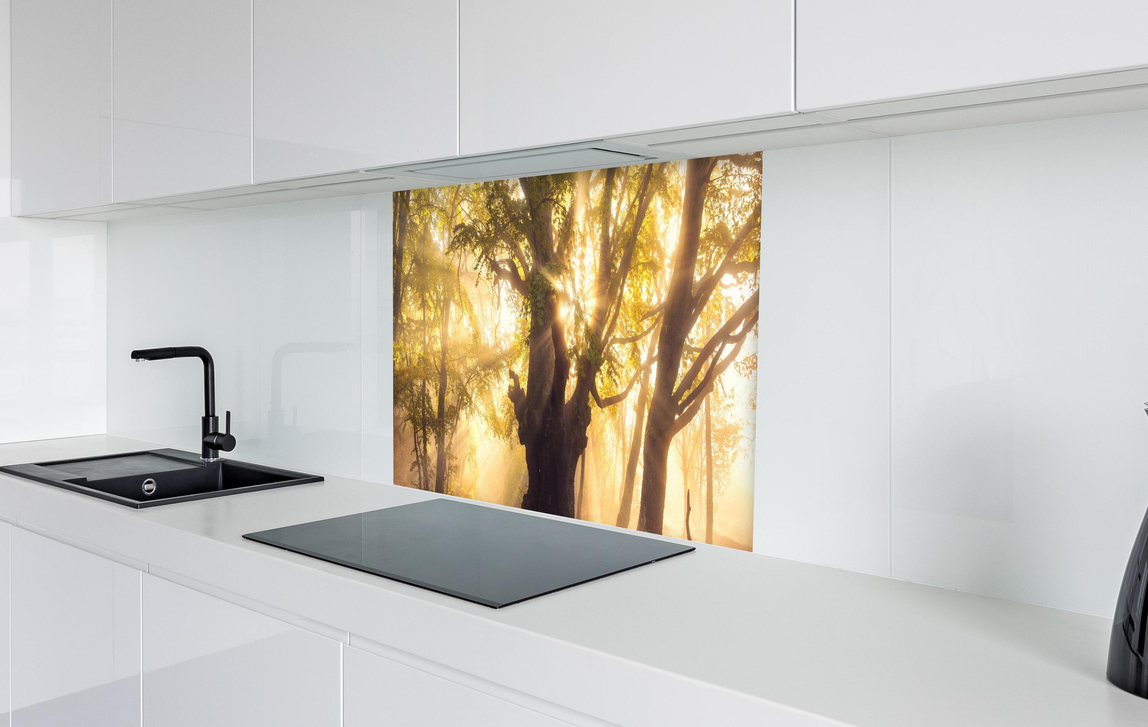 Spritzschutz - alter Baum bei Sonnenaufgang im Nebel in weißer Hochglanz-Küche hinter einem Cerankochfeld