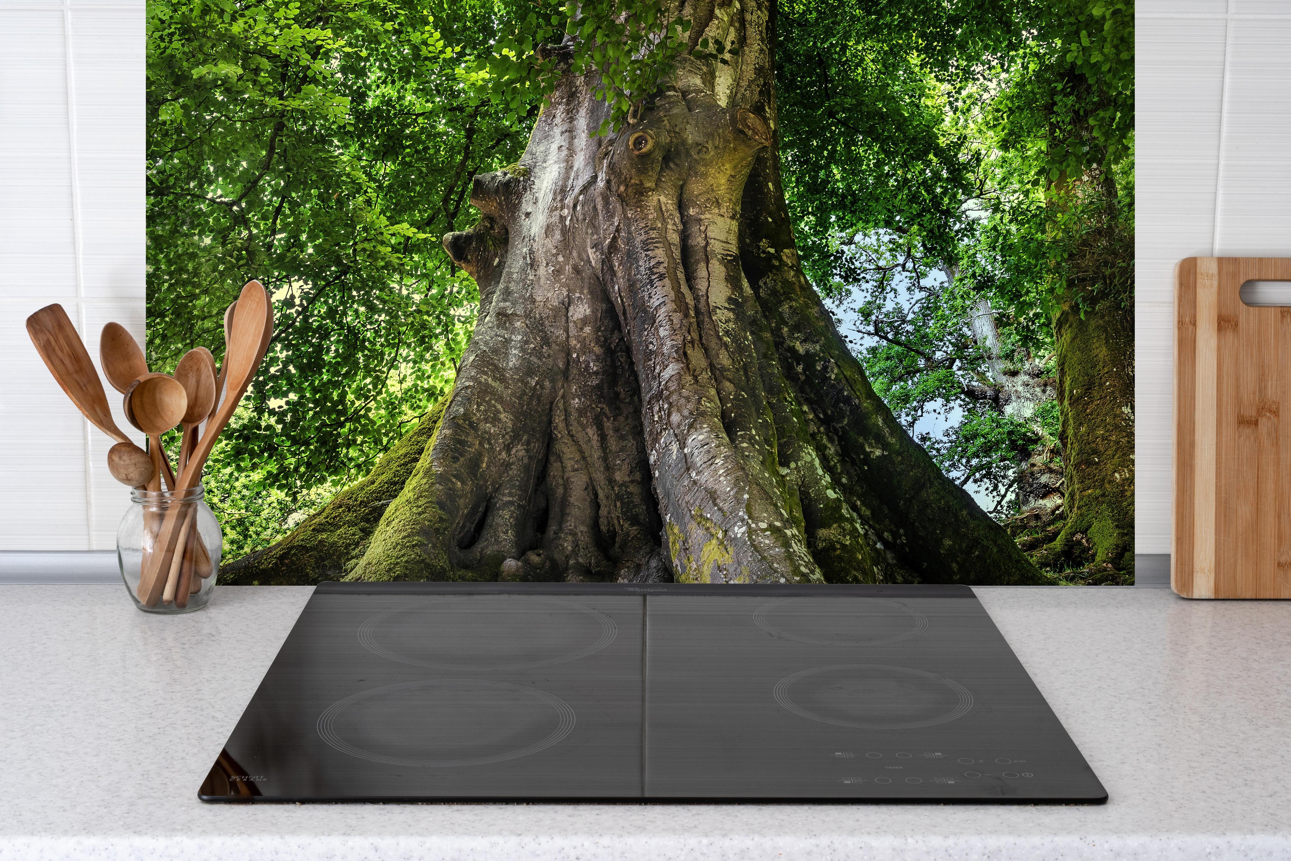 Spritzschutz - großer alter Baum in Froschperspektive hinter einem Cerankochfeld zwischen Holz-Kochutensilien