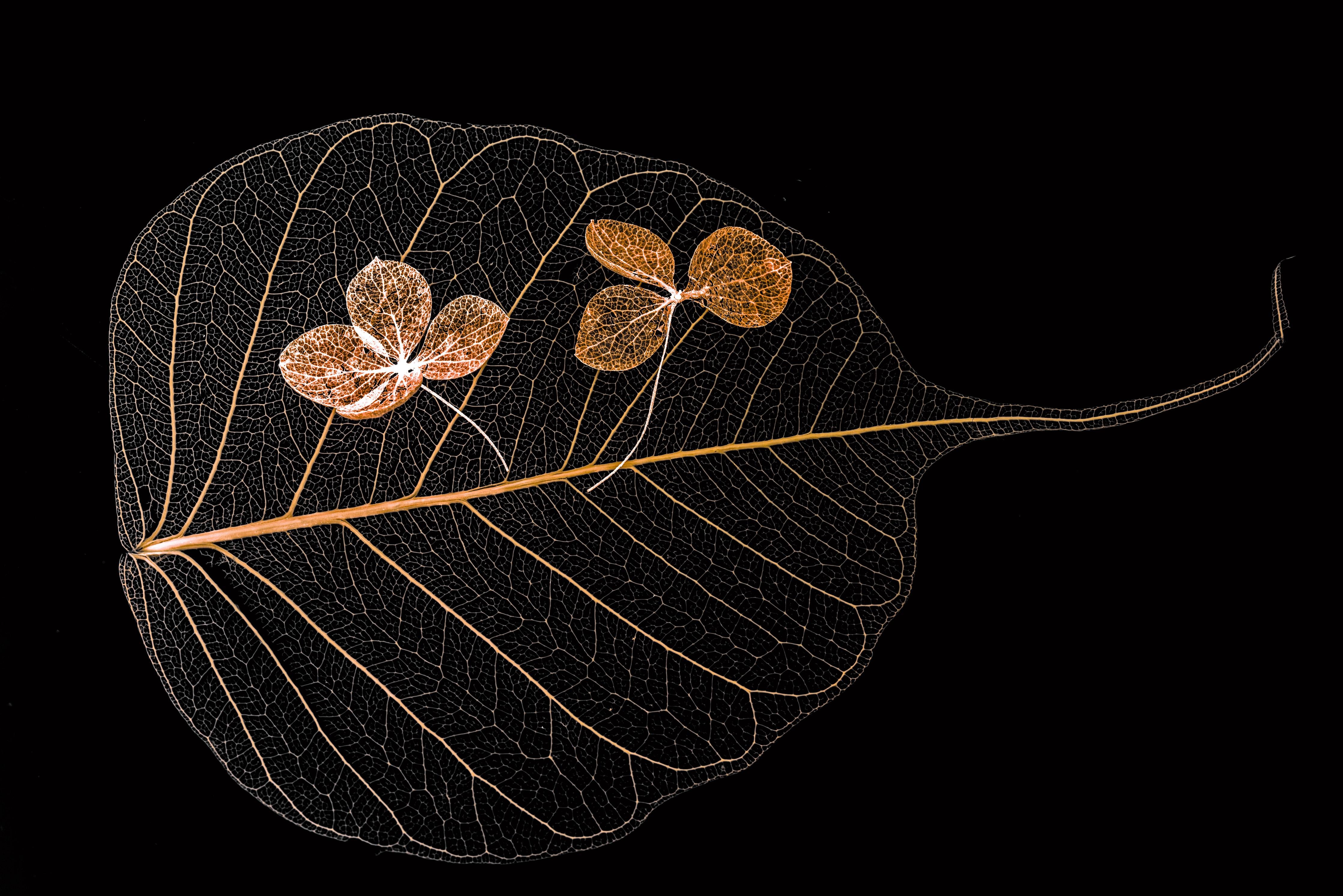 Spritzschutz-Trockene Blume im Detail