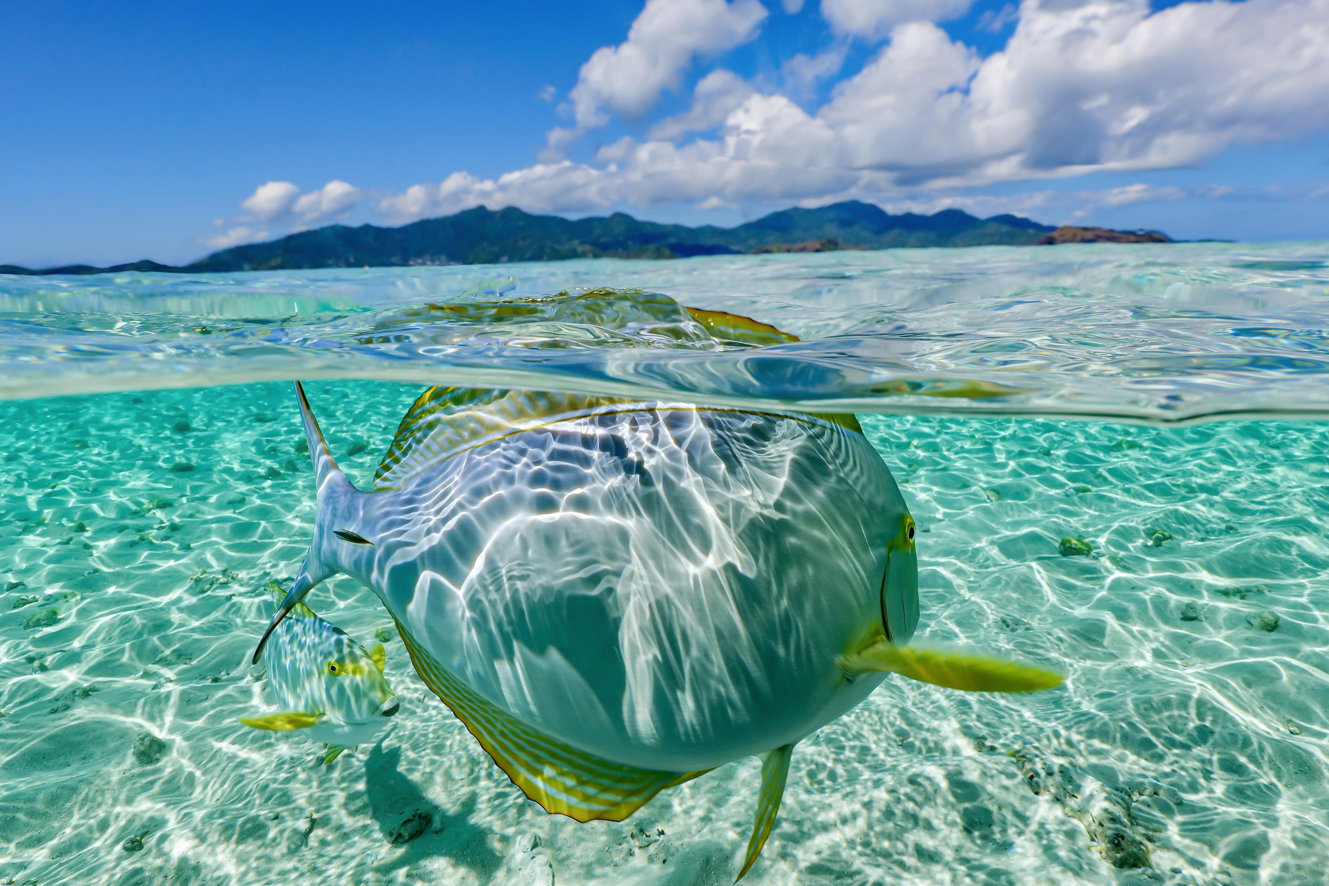 Spritzschutz-Tropischer Fisch - Unterwasserwelt