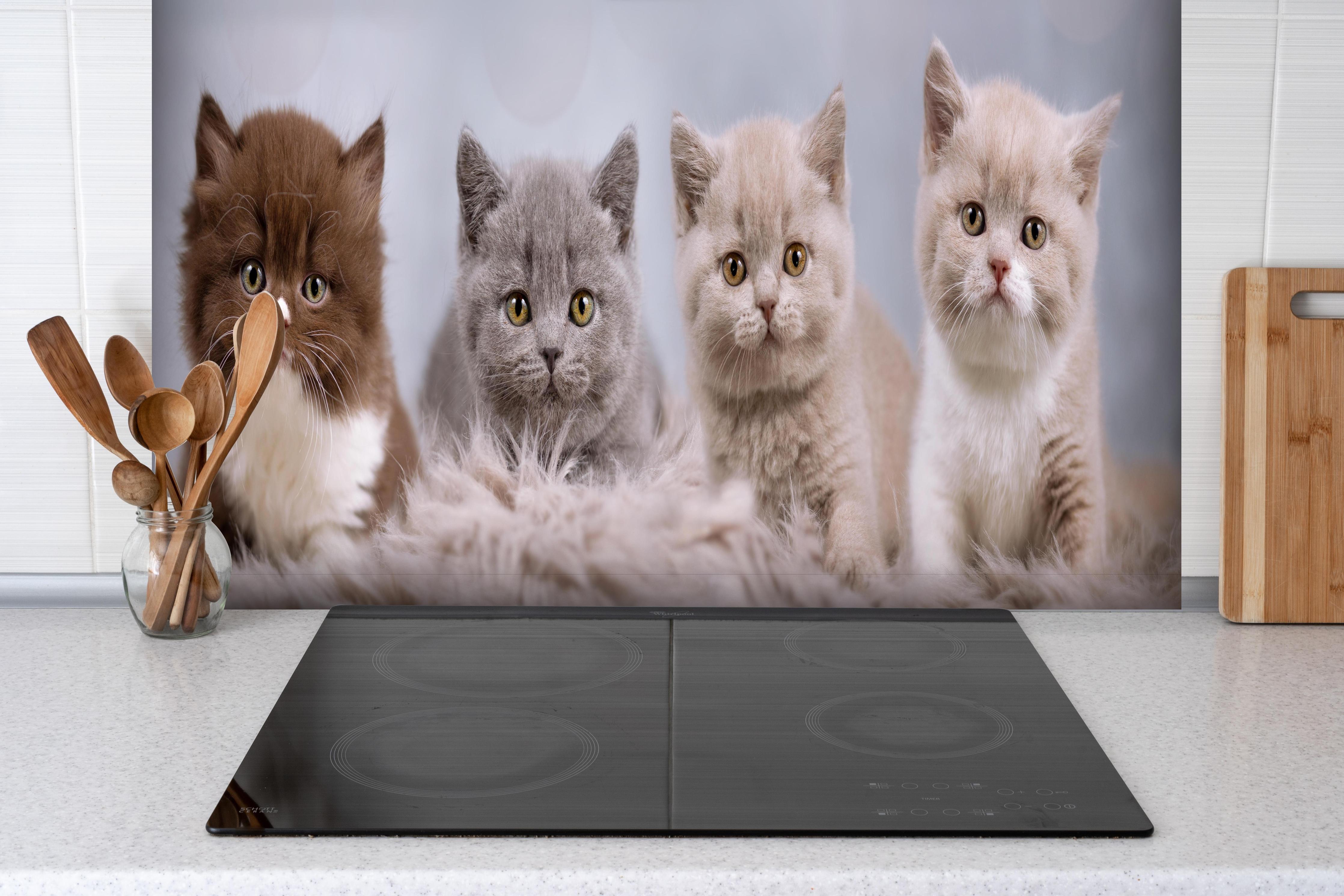 Spritzschutz - Vier süße Katzenbaby hinter einem Cerankochfeld zwischen Holz-Kochutensilien