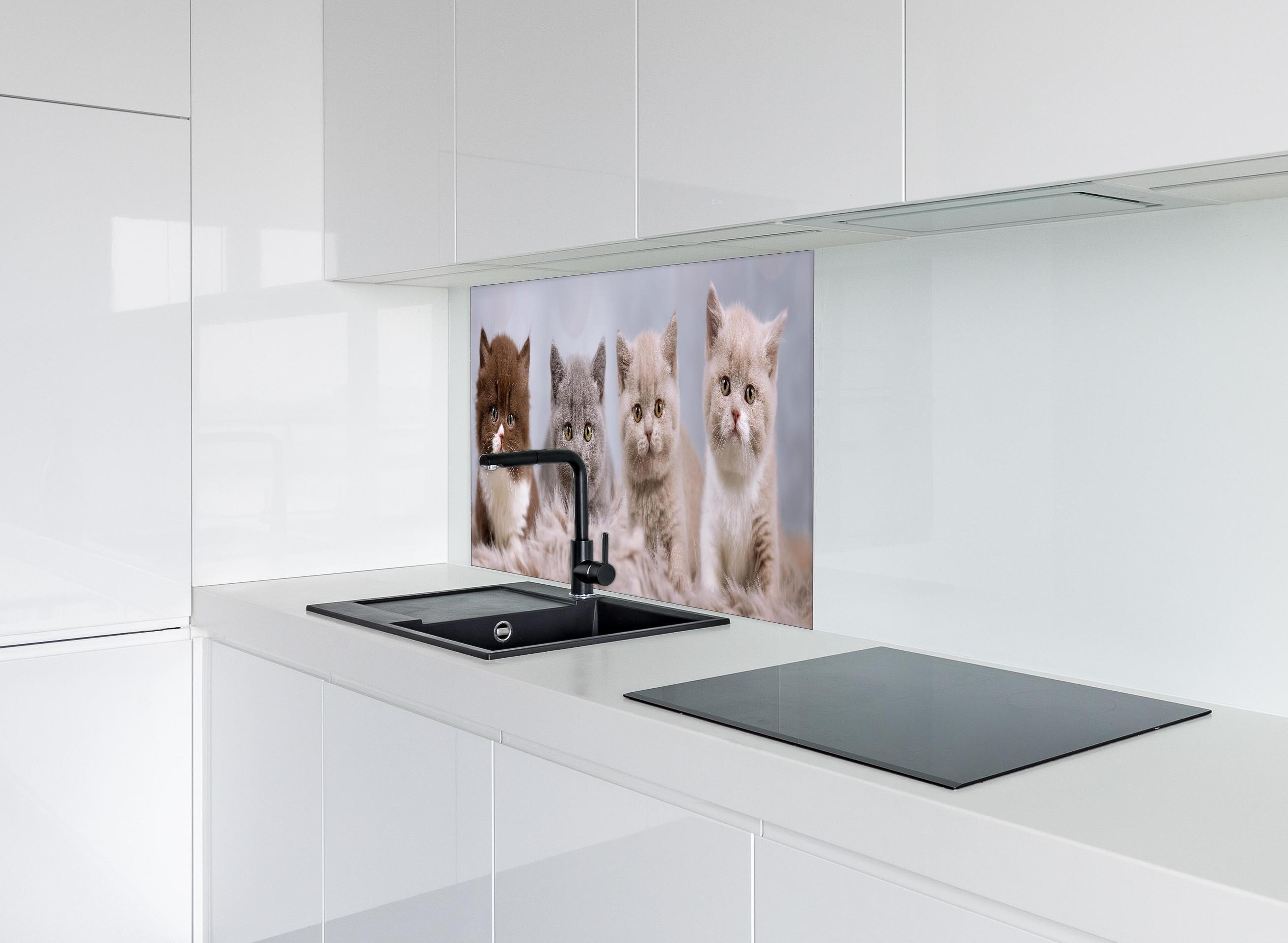 Spritzschutz - Vier süße Katzenbaby hinter einem Cerankochfeld zwischen Holz-Kochutensilien