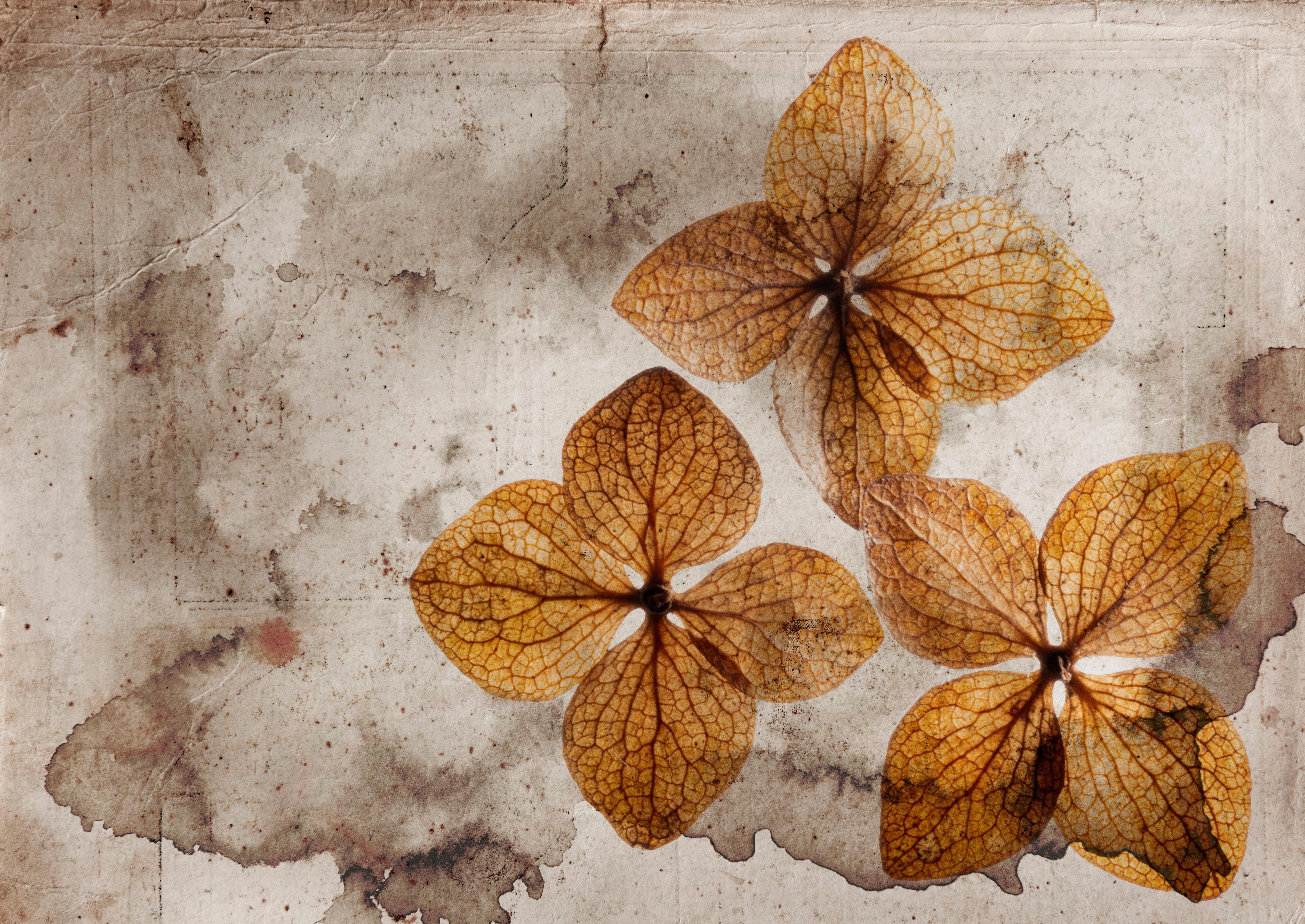 Spritzschutz-Vintage Trockene Hortensien auf Papier