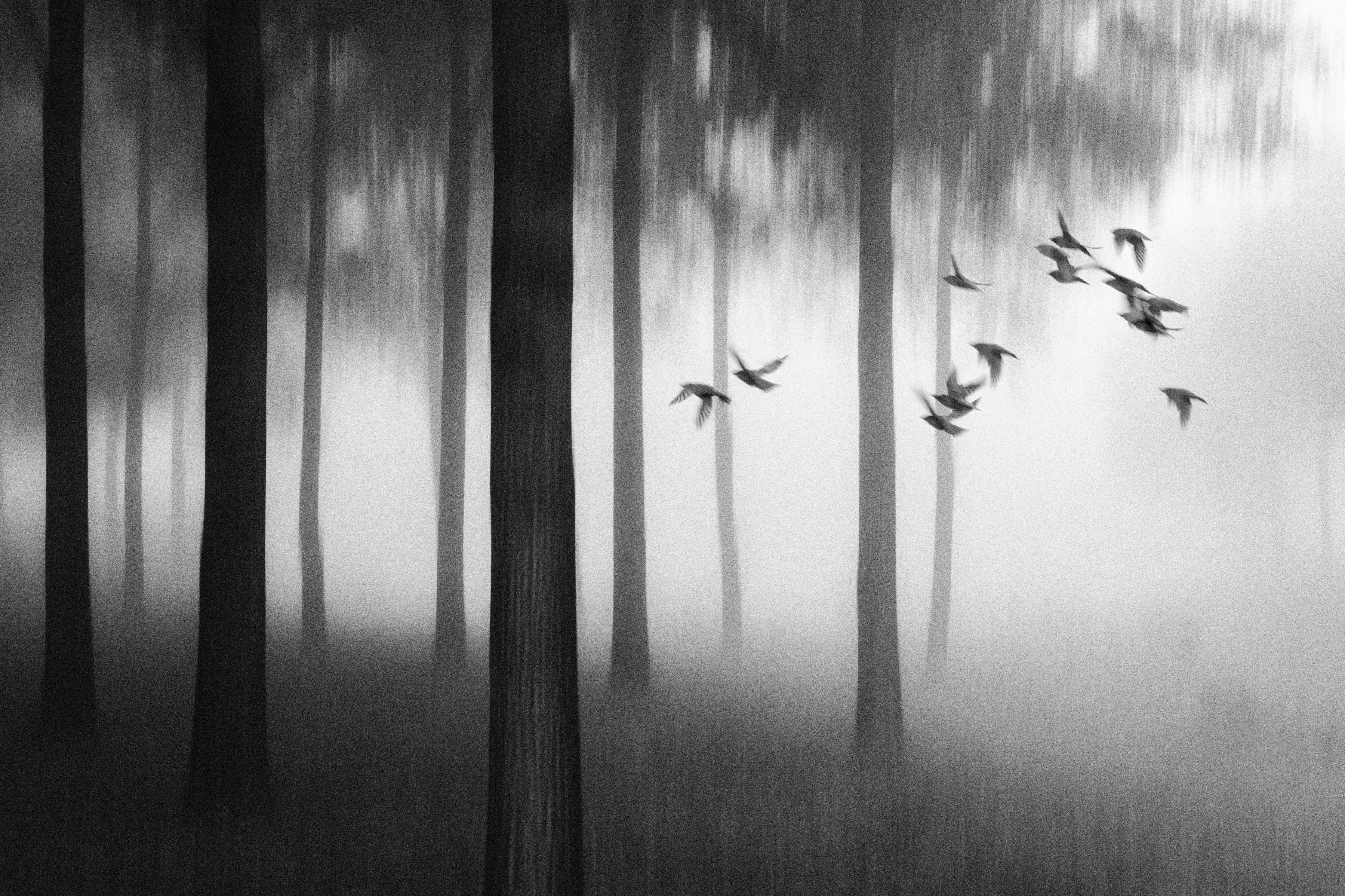 Spritzschutz-Vögel im Nebel Wald