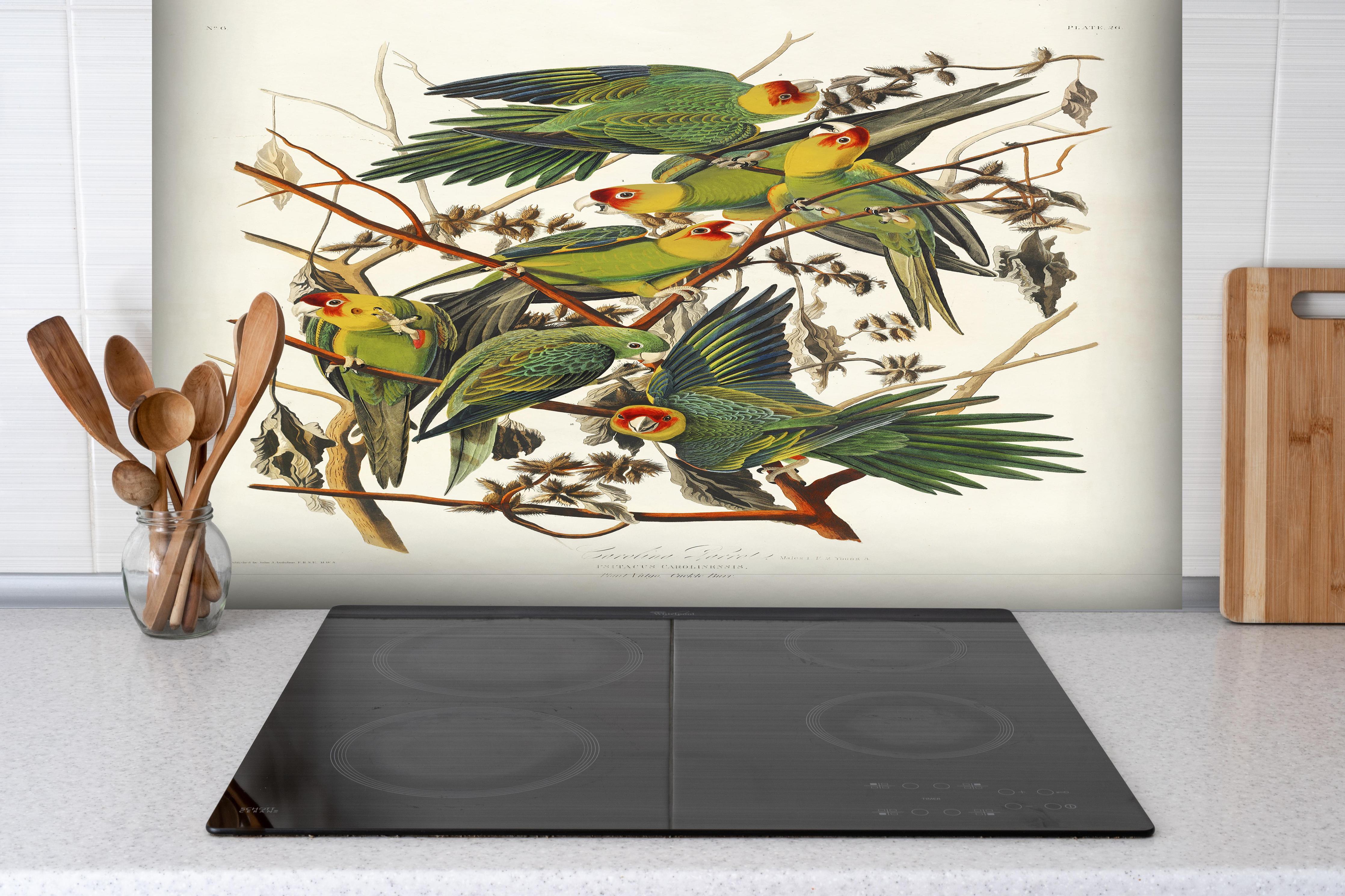 Spritzschutz - Vogel Portait - Robert Havell hinter einem Cerankochfeld zwischen Holz-Kochutensilien