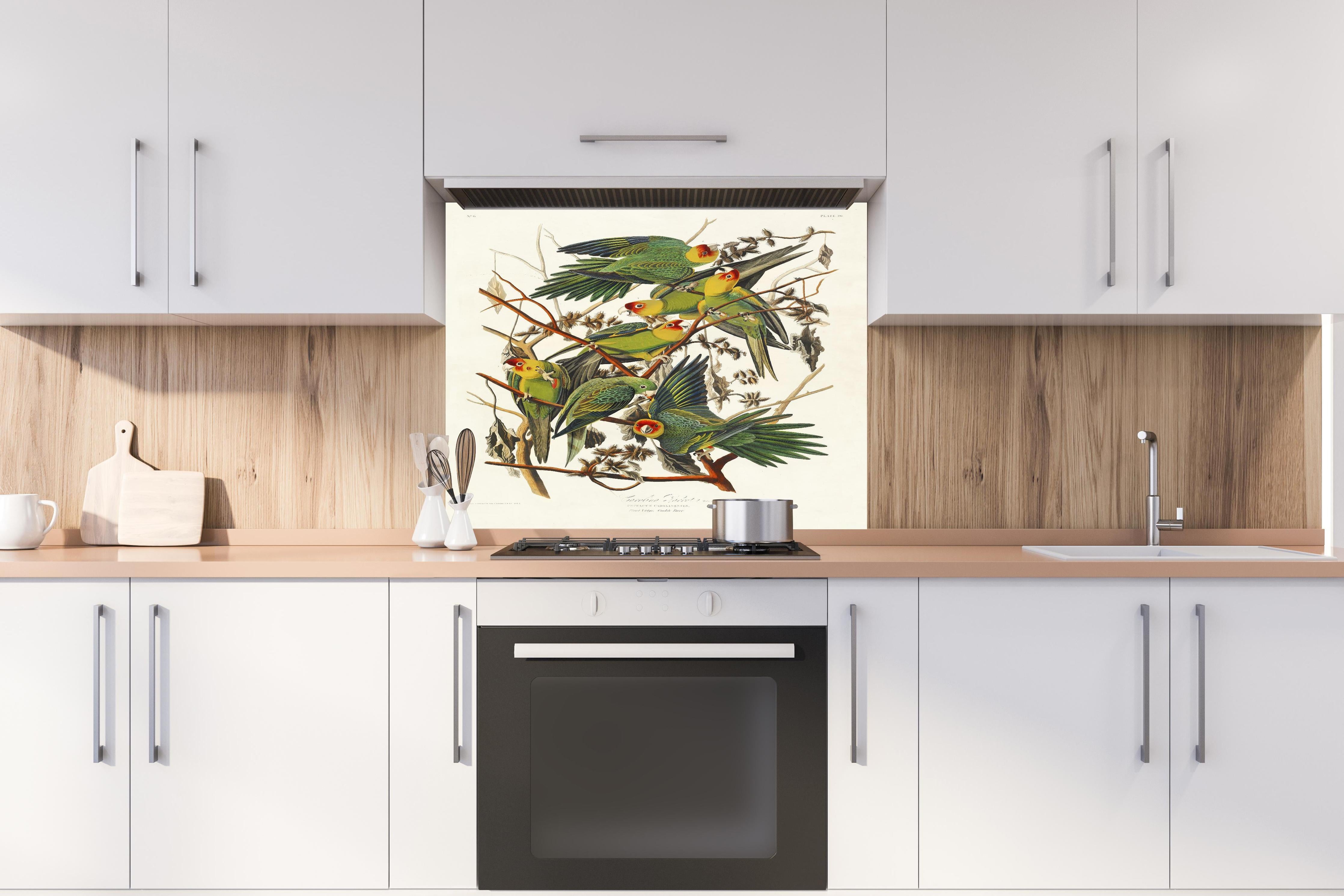 Spritzschutz - Vogel Portait - Robert Havell hinter einem Cerankochfeld zwischen Holz-Kochutensilien