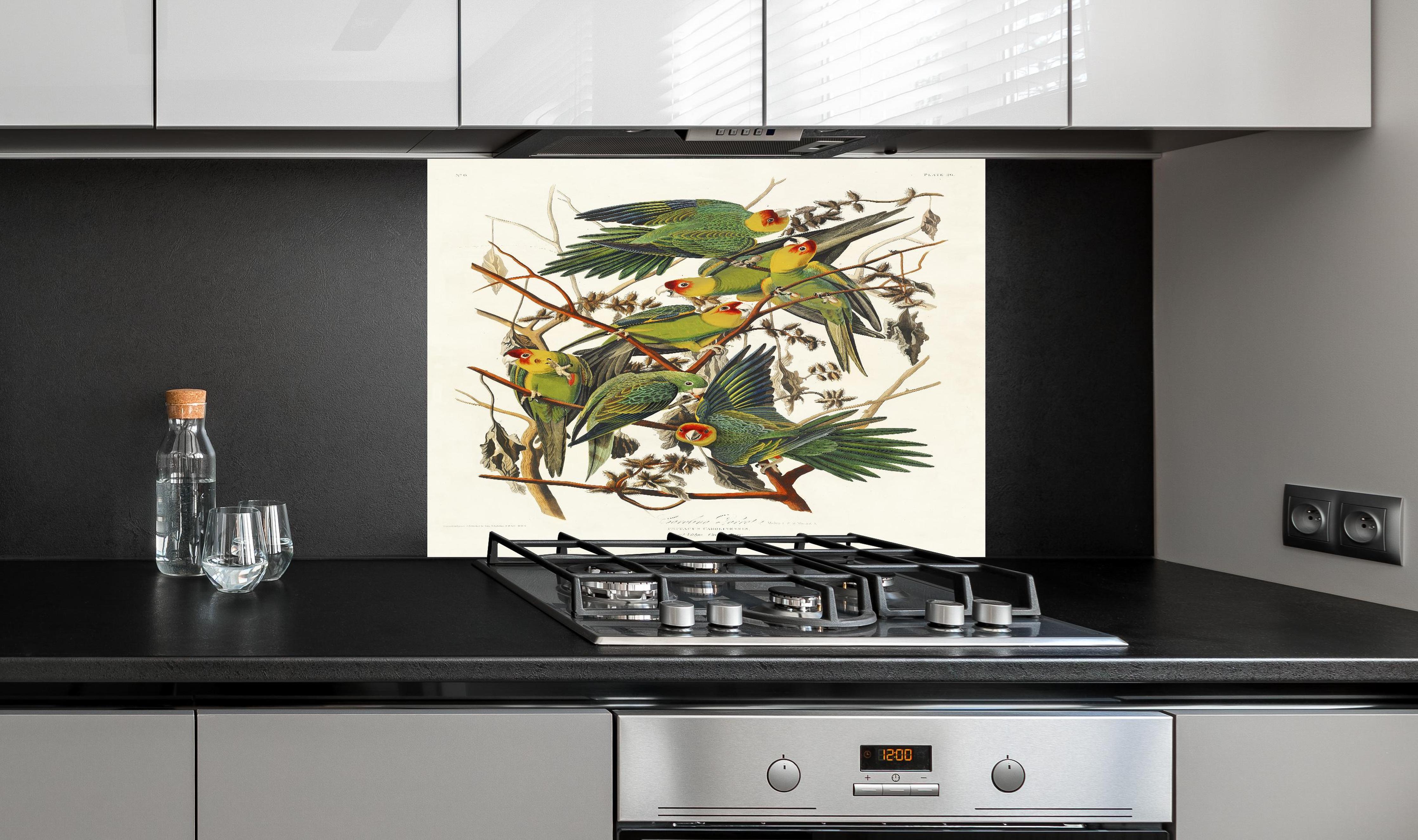 Spritzschutz - Vogel Portait - Robert Havell hinter einem Cerankochfeld zwischen Holz-Kochutensilien