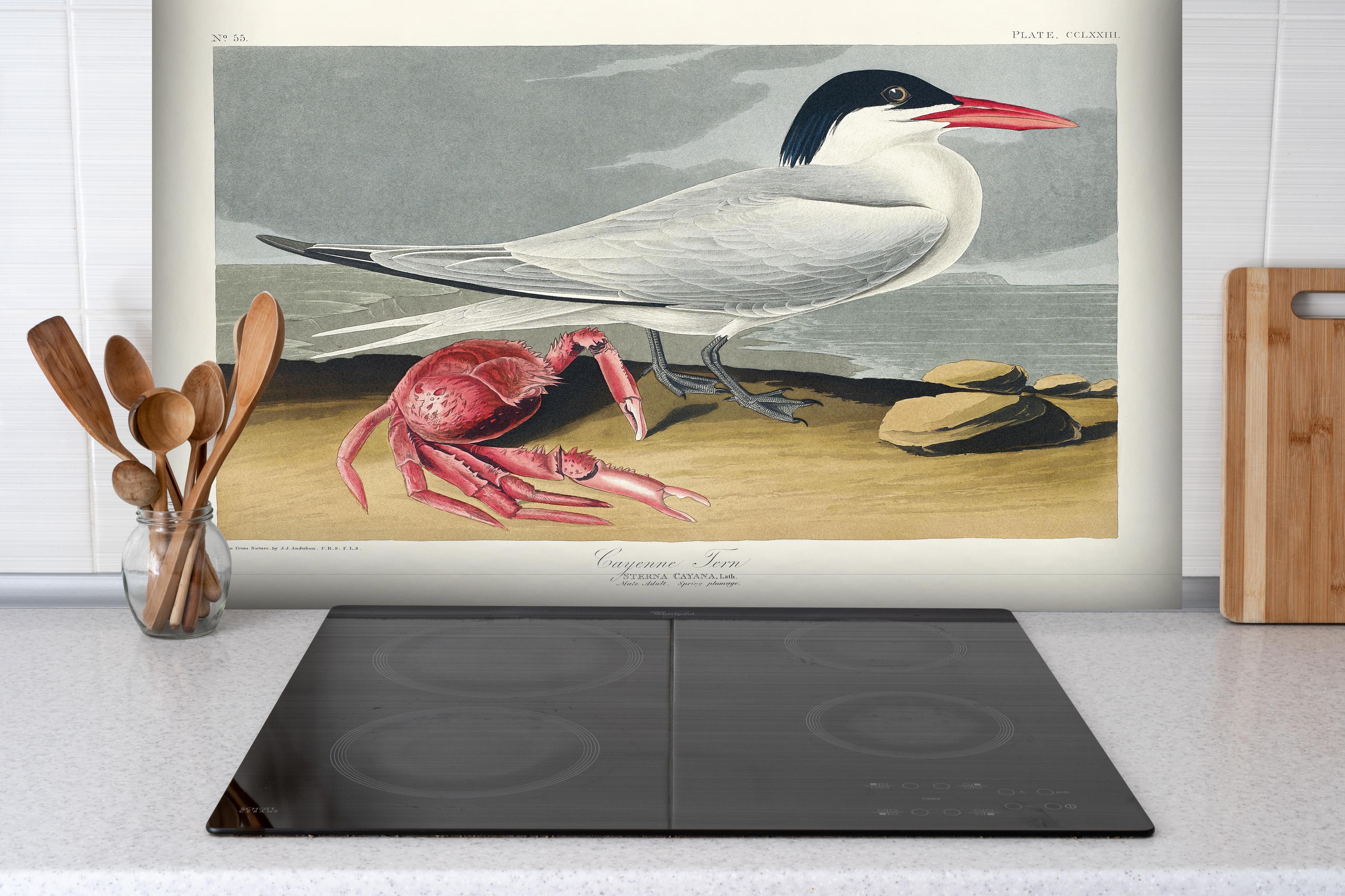 Spritzschutz - Vogel Portrait - Robert Havell hinter einem Cerankochfeld zwischen Holz-Kochutensilien