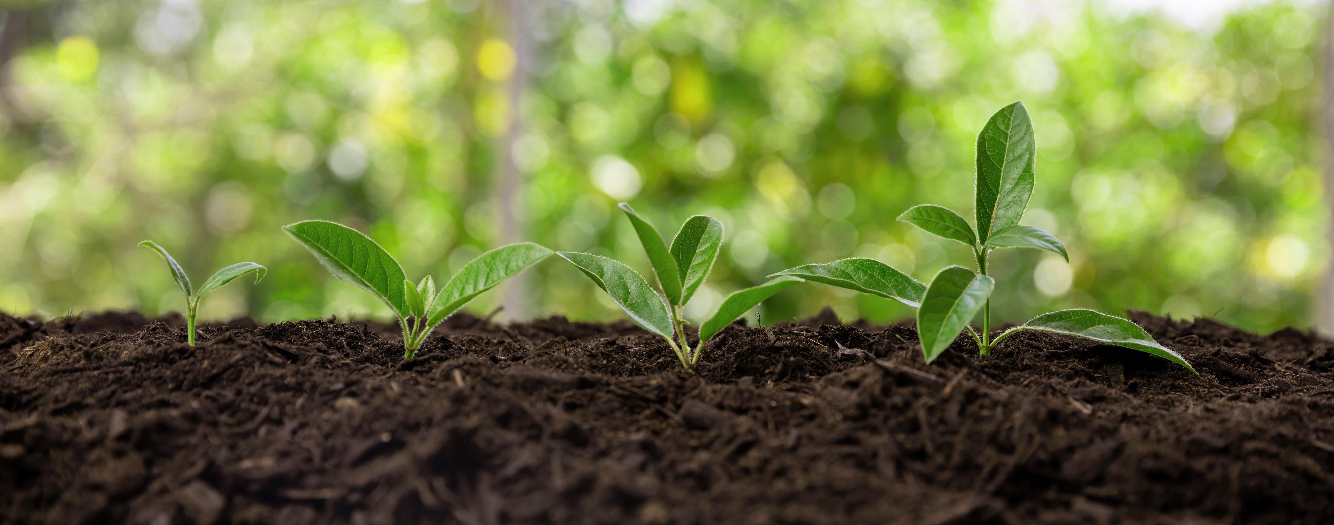 Spritzschutz-Wachsende Setzlinge in Gartenerde