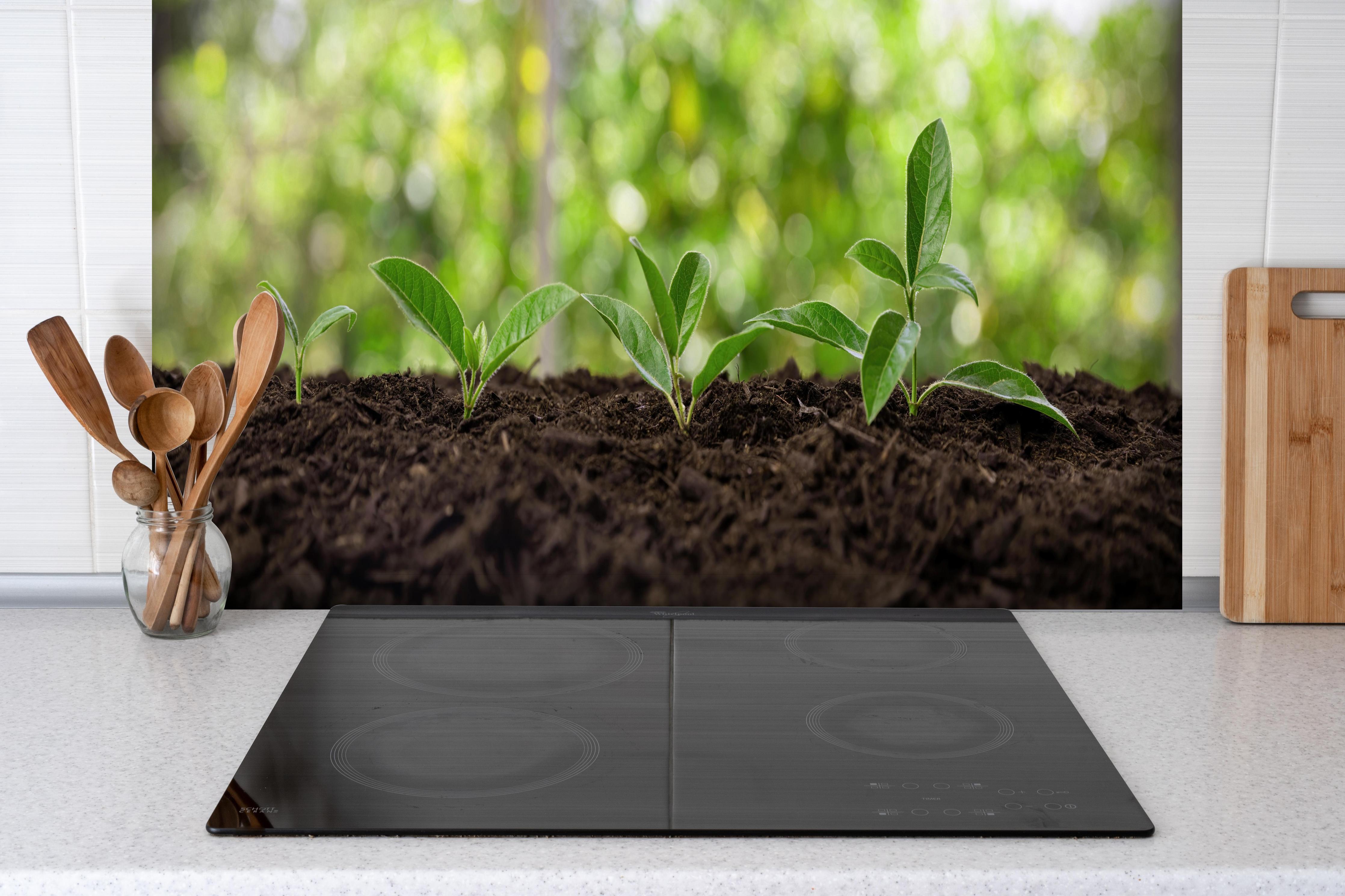 Spritzschutz - Wachsende Setzlinge in Gartenerde hinter einem Cerankochfeld zwischen Holz-Kochutensilien