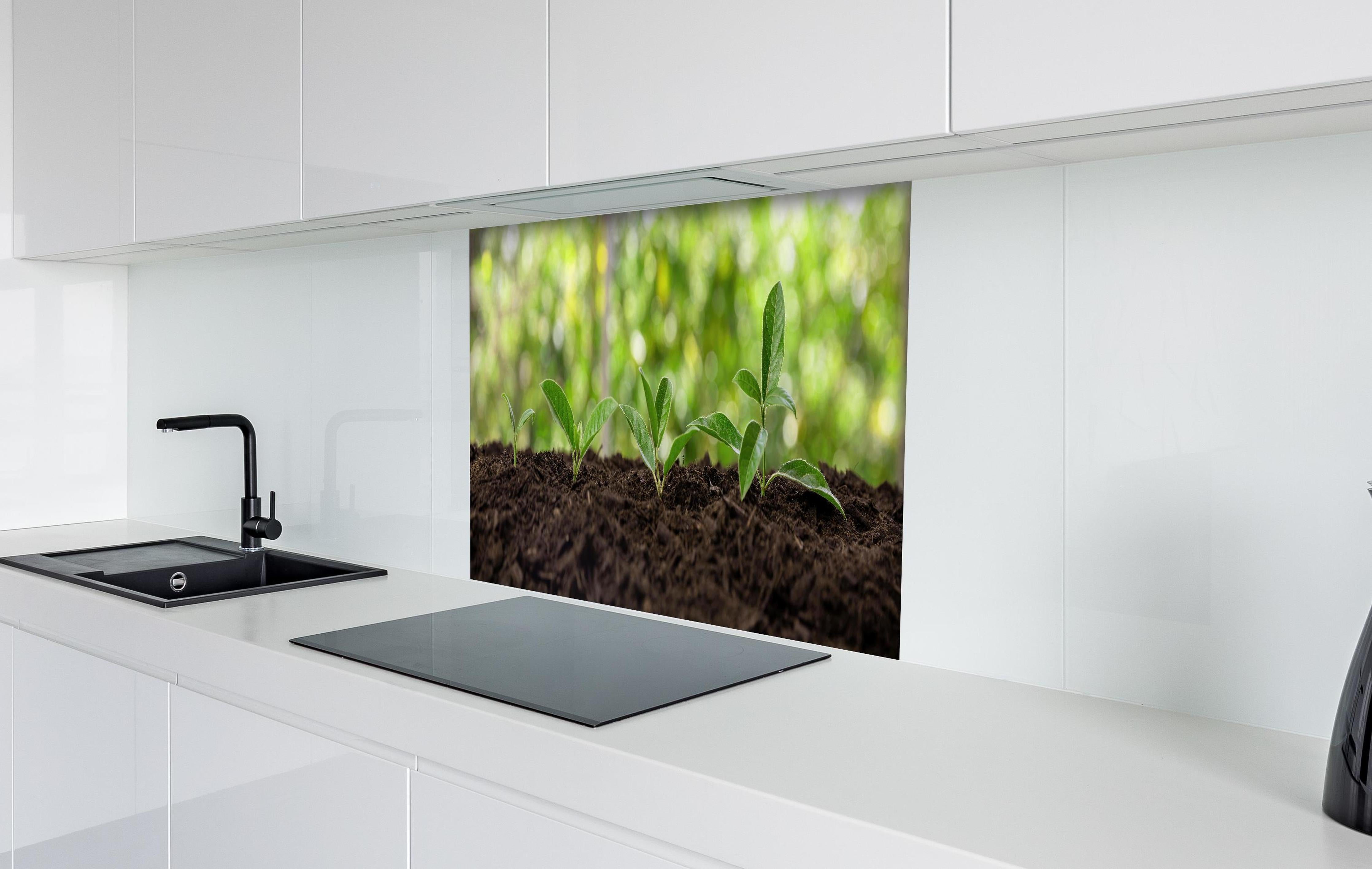 Spritzschutz - Wachsende Setzlinge in Gartenerde hinter einem Cerankochfeld zwischen Holz-Kochutensilien