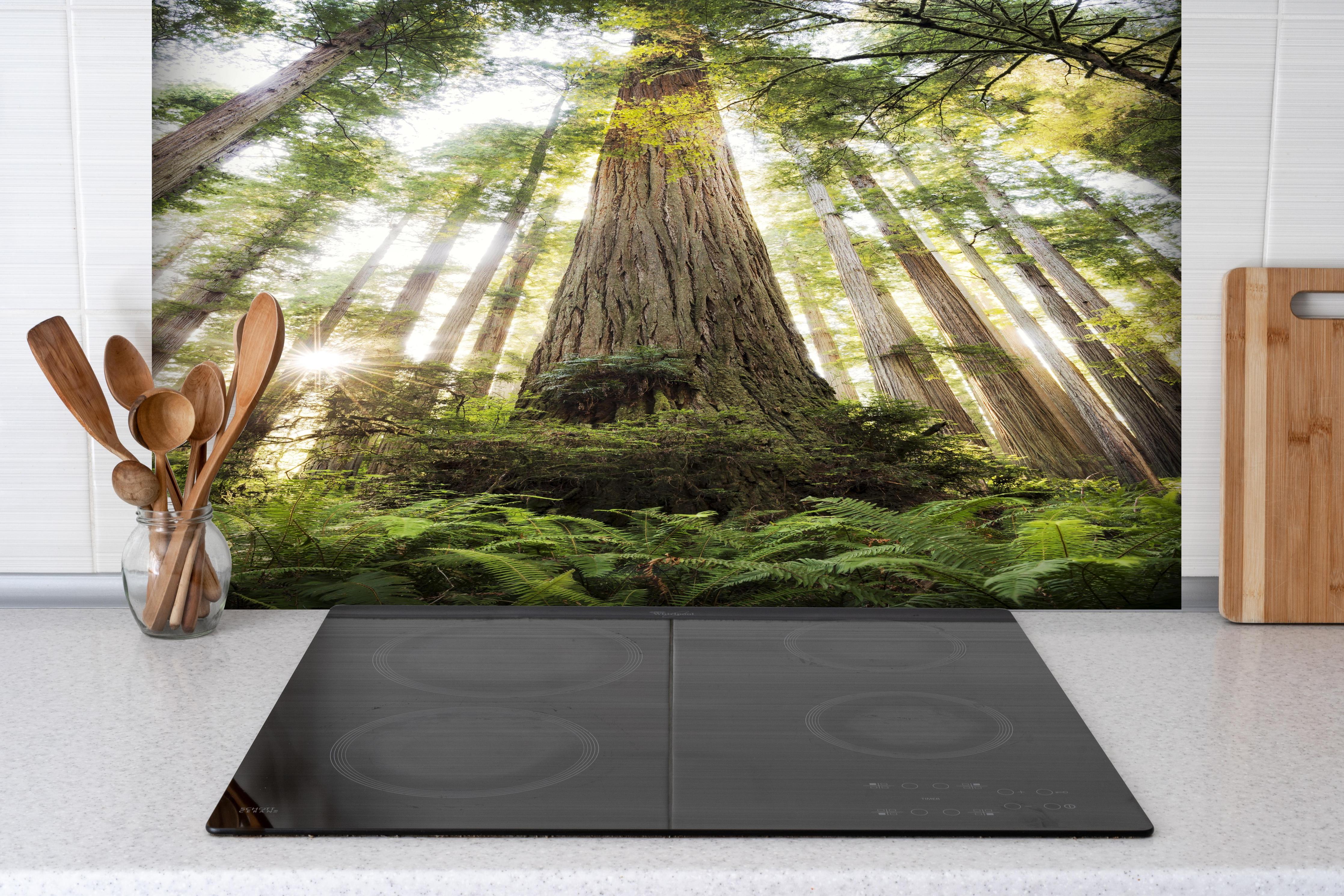 Spritzschutz - Waldlandschaft mit Sonnenlicht-Durchbruch hinter einem Cerankochfeld zwischen Holz-Kochutensilien