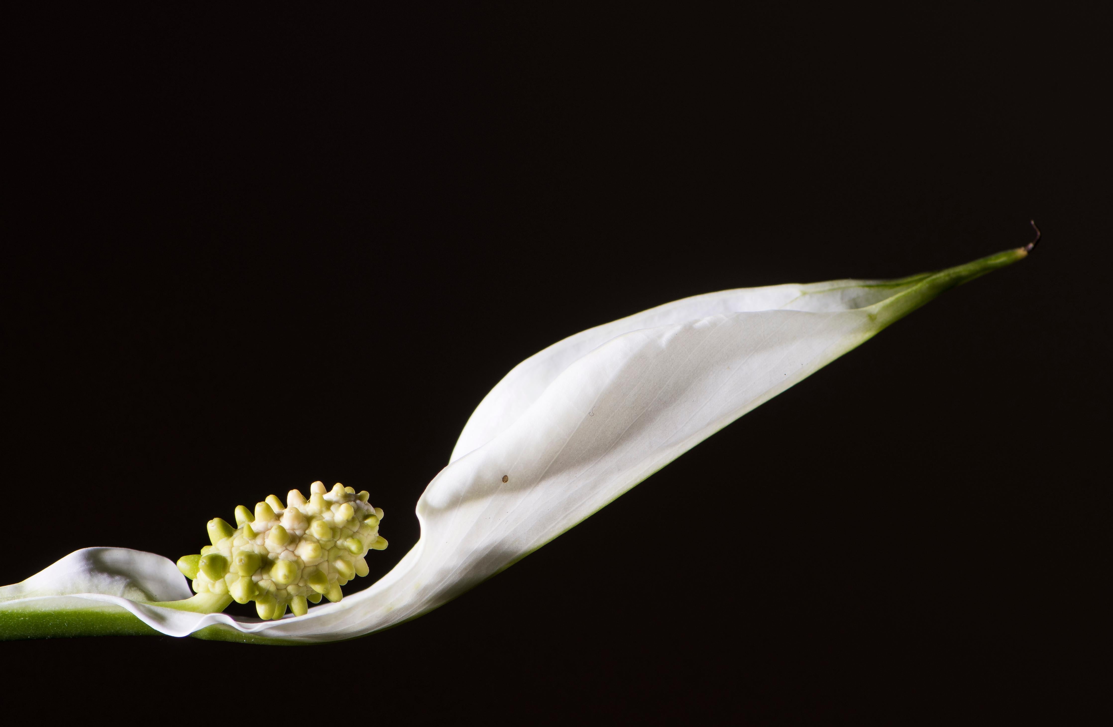 Spritzschutz-Weiße Blume auf schwarzem Hintergrund
