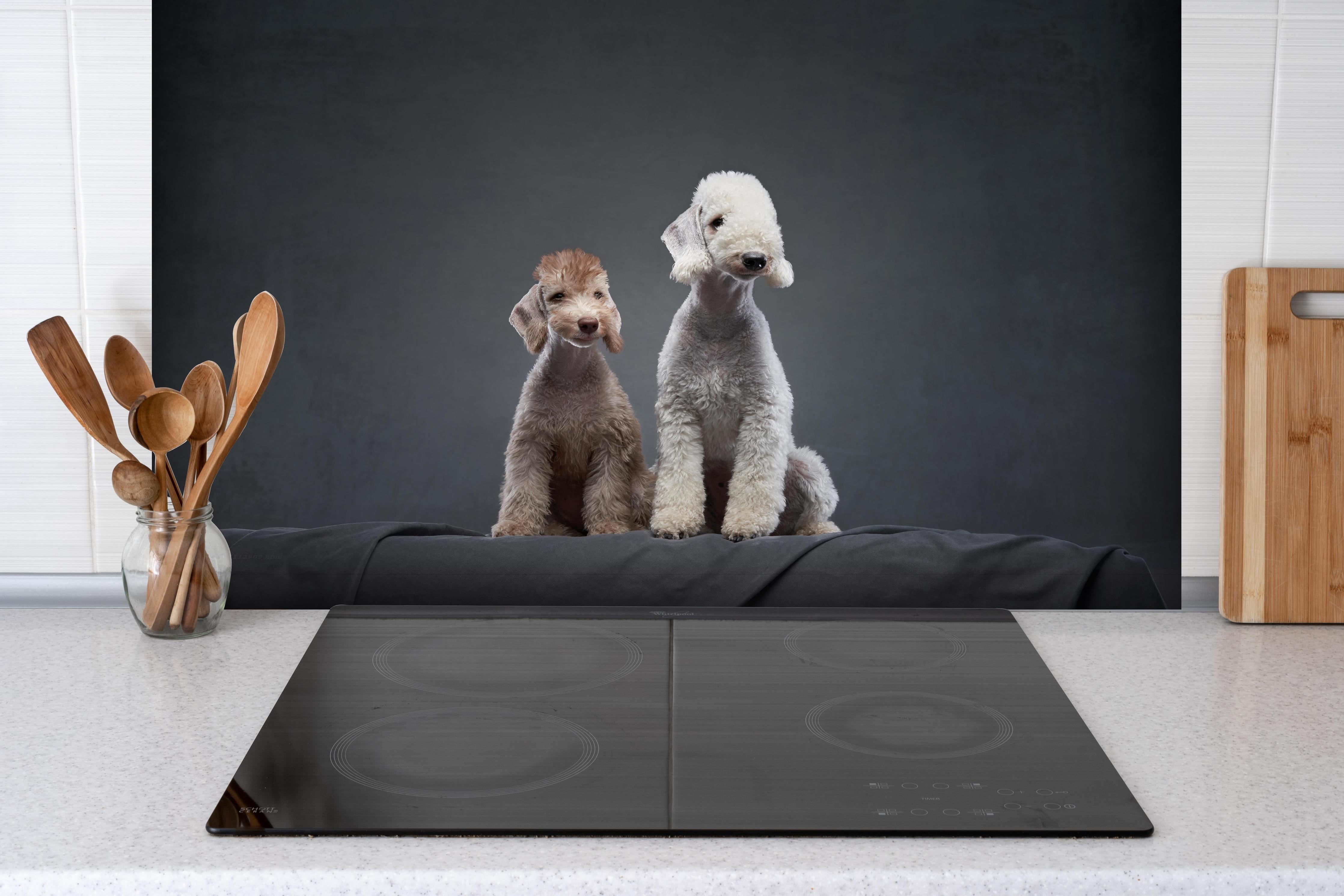 Spritzschutz - Welpe und erwachsener Bedlington Terrier hinter einem Cerankochfeld zwischen Holz-Kochutensilien