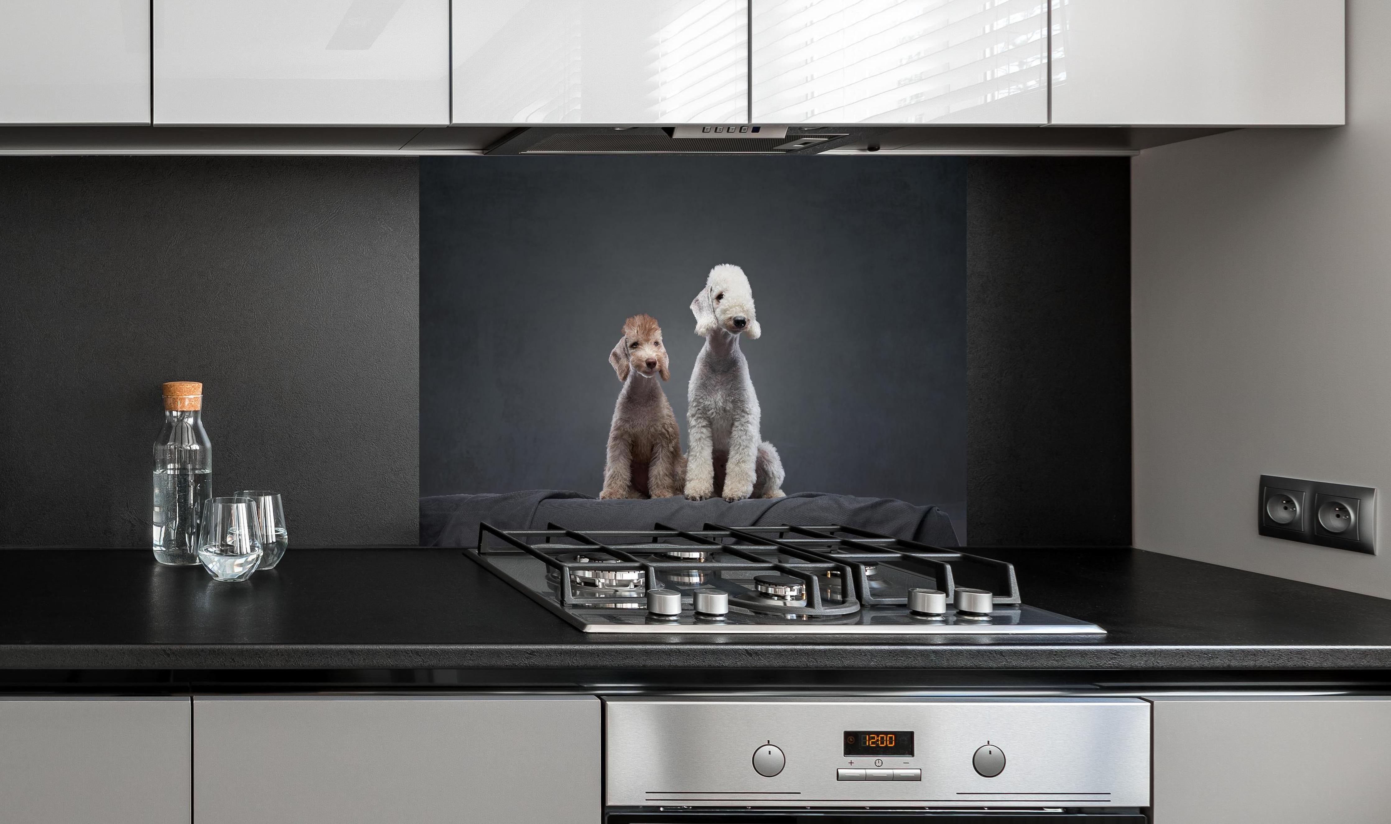 Spritzschutz - Welpe und erwachsener Bedlington Terrier hinter einem Cerankochfeld zwischen Holz-Kochutensilien