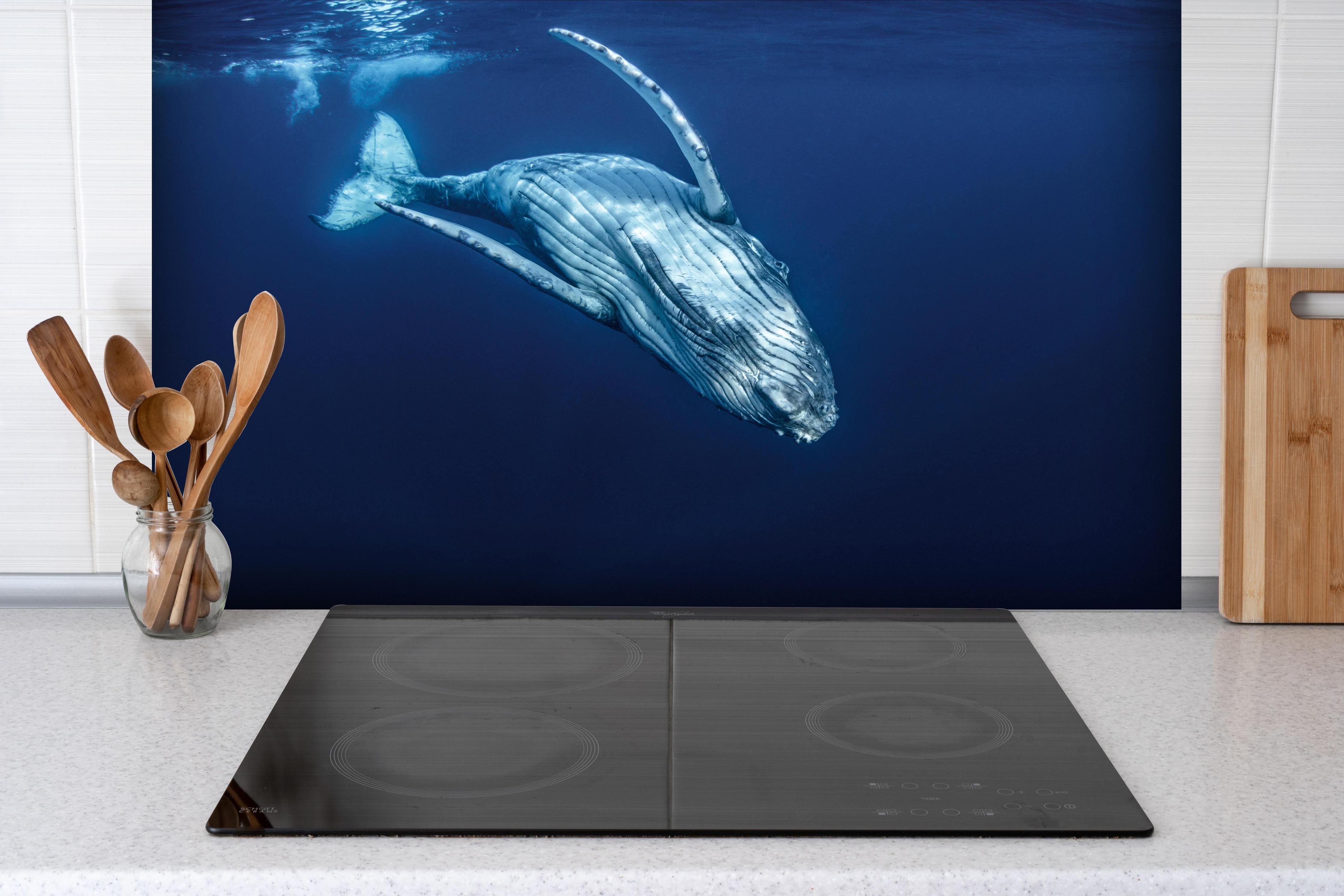 Spritzschutz - Wunderschönes Buckelwalbaby hinter einem Cerankochfeld zwischen Holz-Kochutensilien