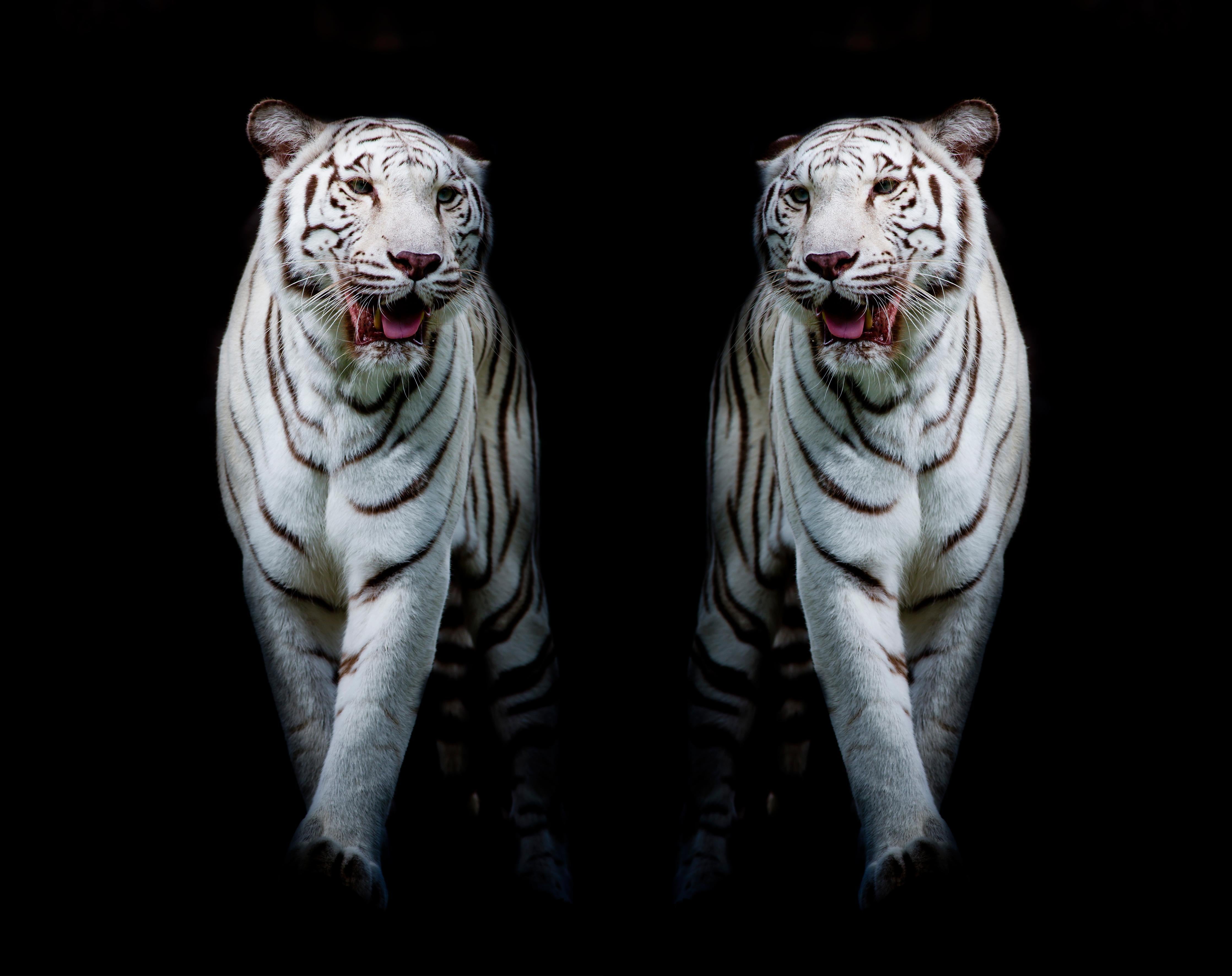 Spritzschutz-Zwei weiße Tiger auf schwarzem Hintergrund