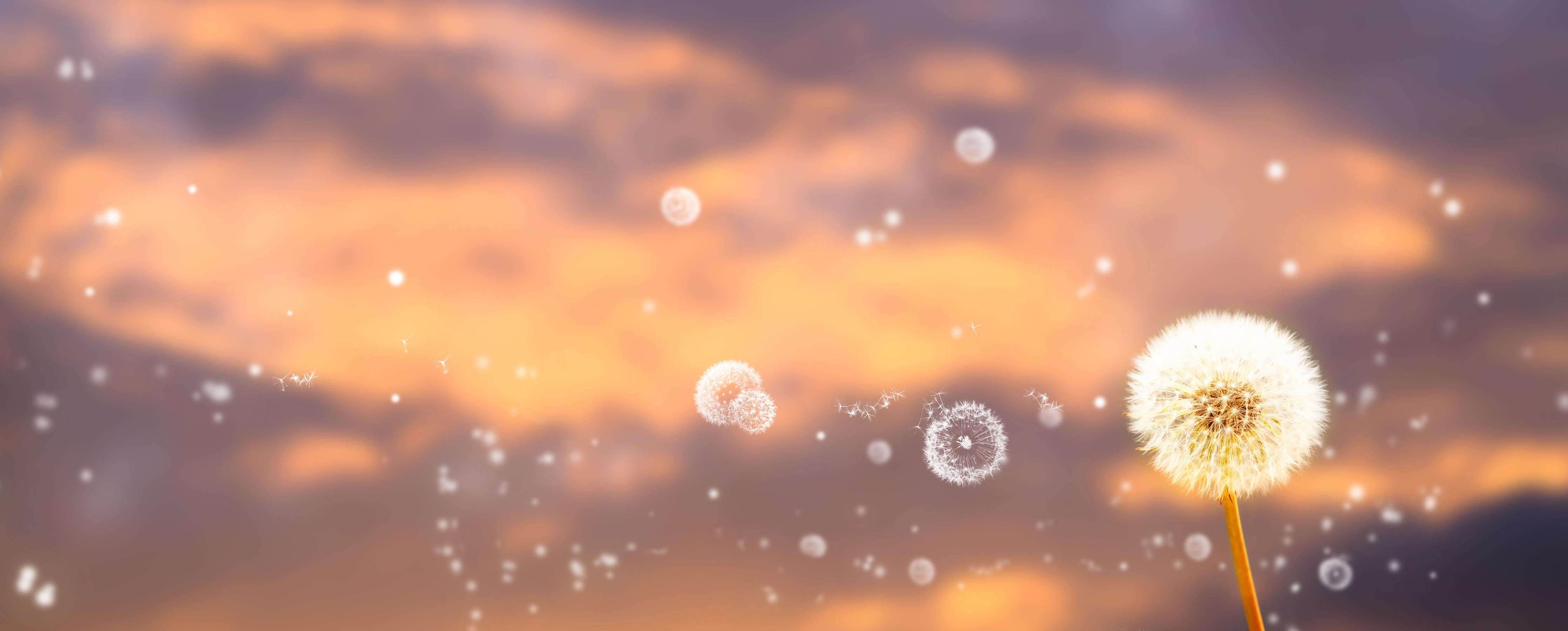 Spritzschutz-blütenstaub von pusteblumen in der abendsonne